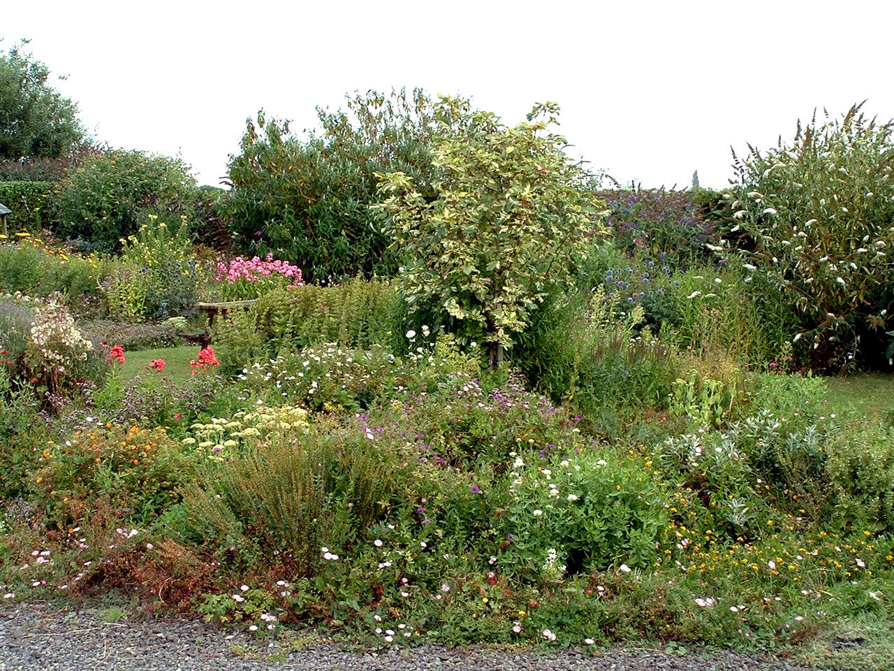 Within a couple of years the cottage garden was a blaze of colour and nectar.