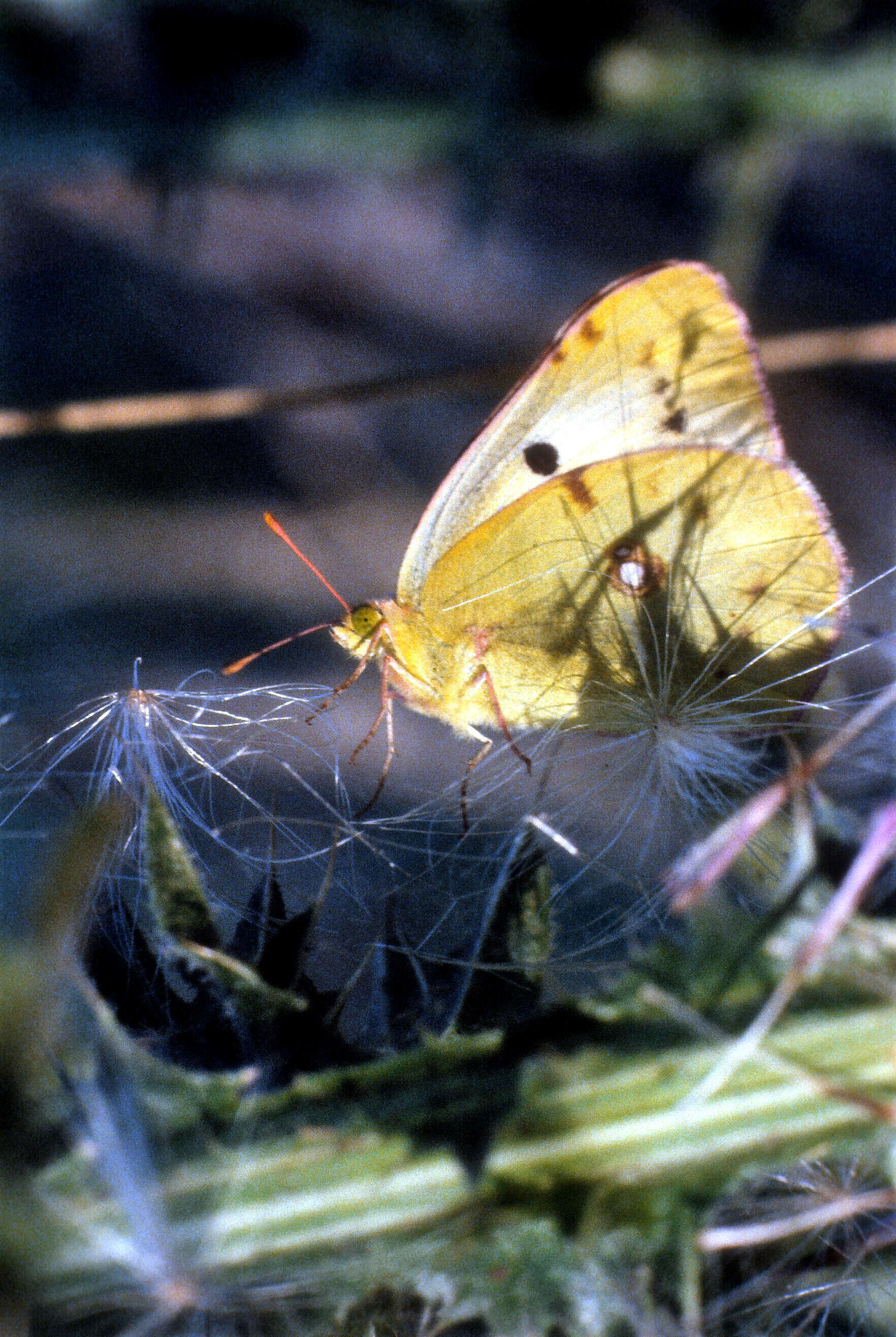 But this was no ordinary Clouded Yellow.... she was of the rare whiter form helice.