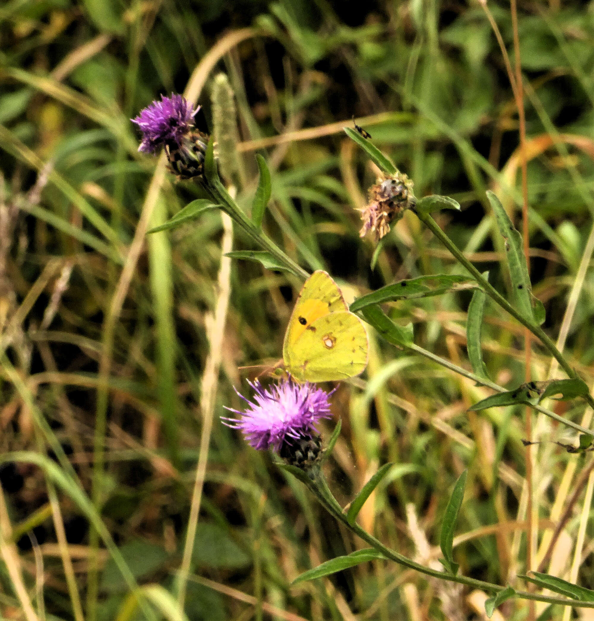 A total of 6 Clouded Yellows were seen this year, it still remains our best year for this uncommon migrant.