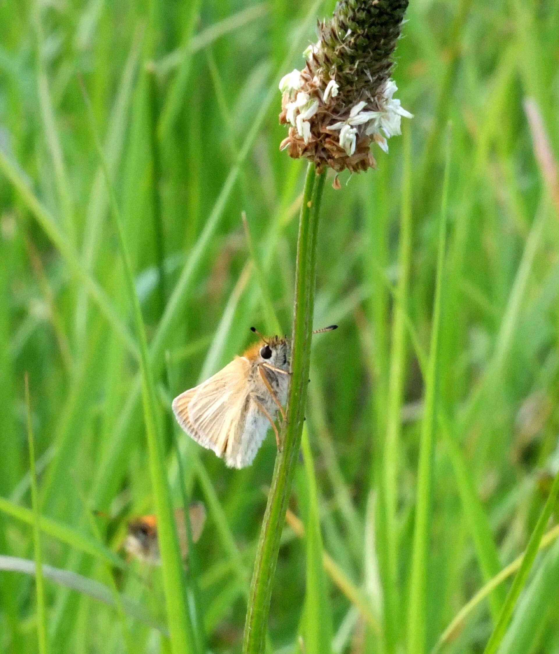 From the word go there was a healthy colony of  Essex Skipper centred on the flowery dyke banks.