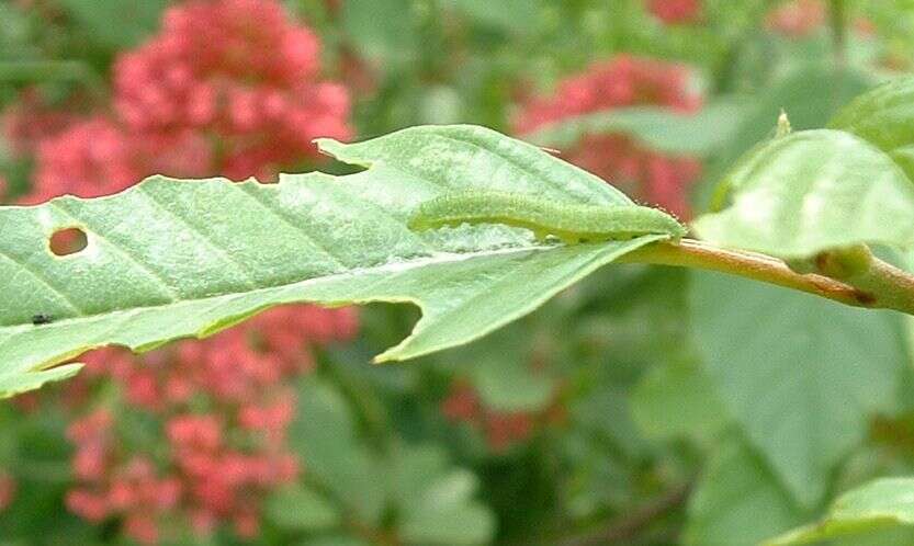 It is easy to pick out the Brimstone larvae on the alder buckthorn by the leaf damage.