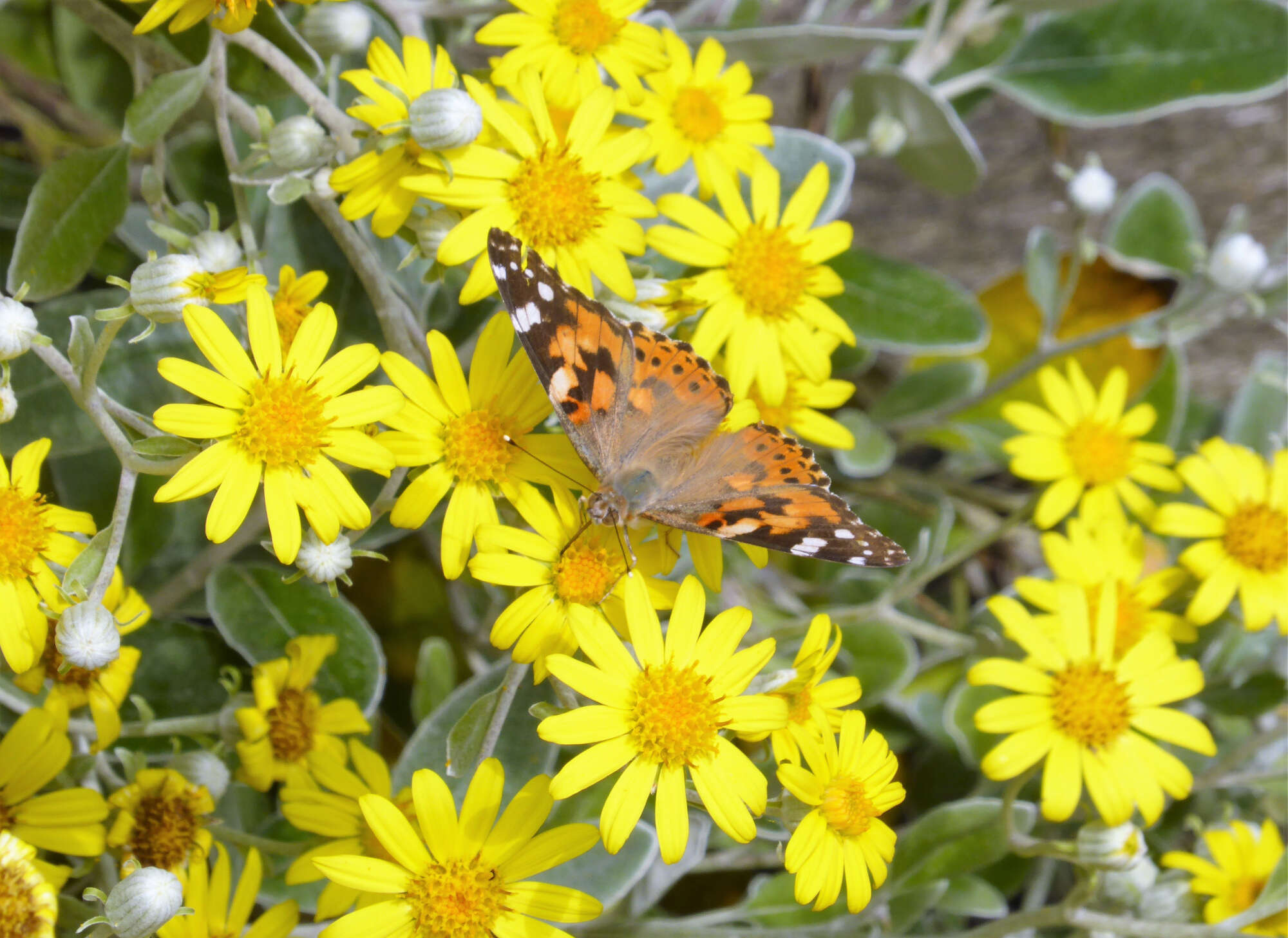 2003 was exceptional for the migrant Painted Lady, still its best year. A staggering 327 were counted on one day, the year total being 405.