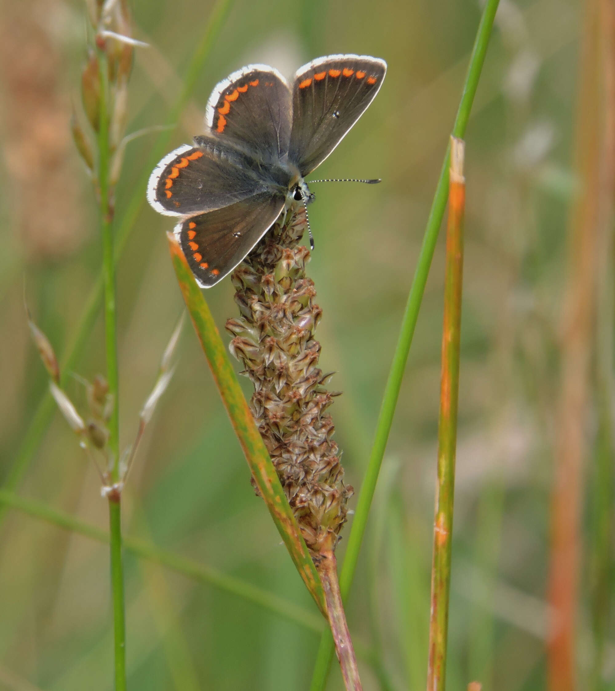 Yet it was a mere singleton of the Brown Argus that created the most excitement. Seen on the meadow, our first ever but the first of many as it quickly became our flagship species.