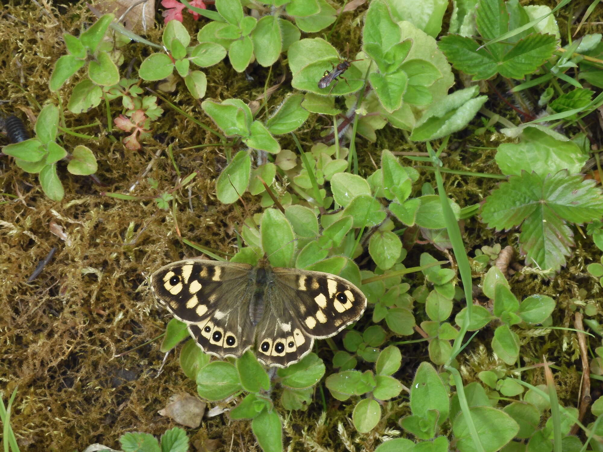 Proving that we were developing a real woodland habitat, 2005 produced our next resident species - the Speckled Wood, and an ovipositing female at that!