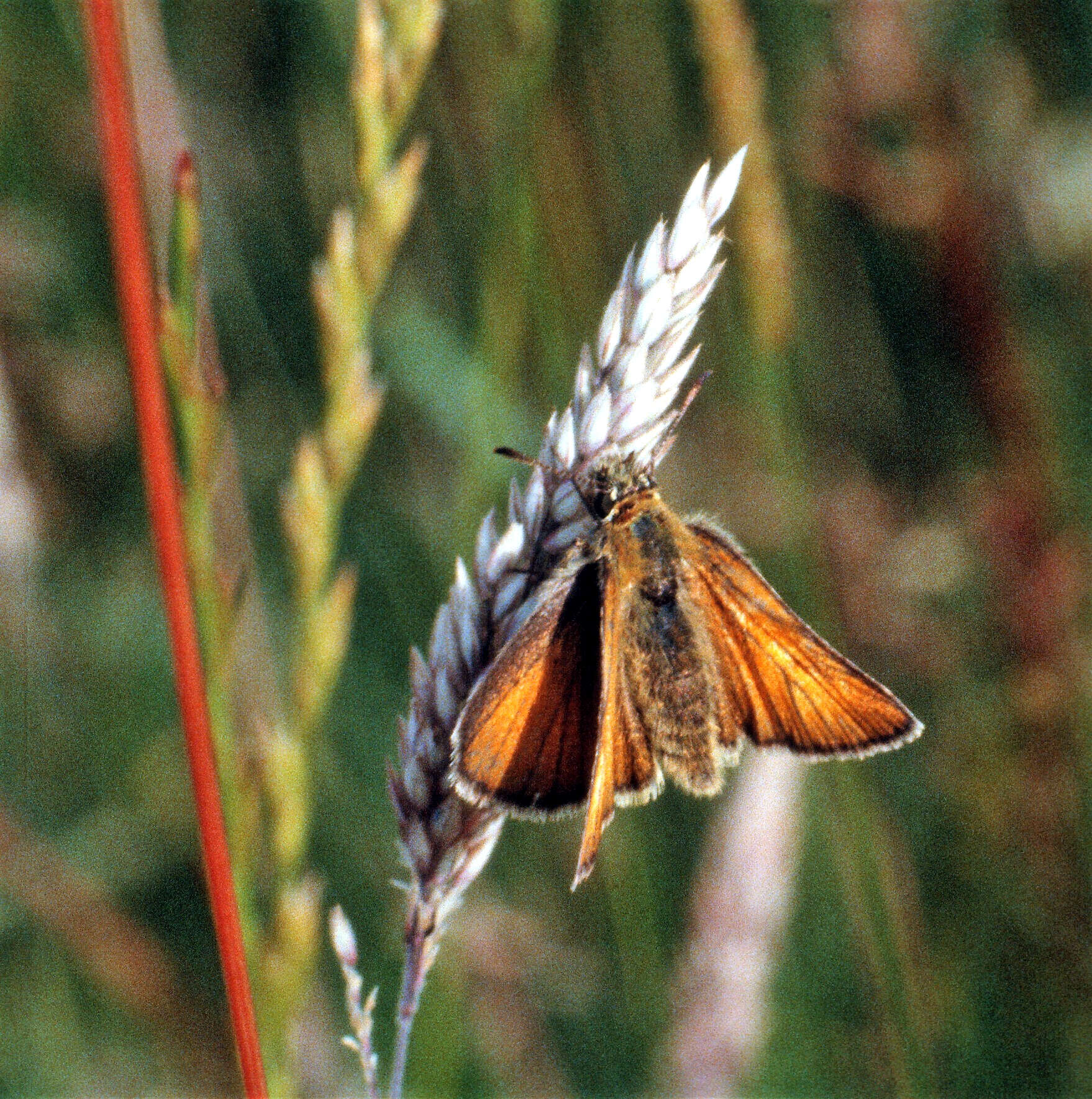 To this day the Small Skipper remains a rare sighting, despite its foodplant  Yorkshire Fog grass being plentiful. A mystery.