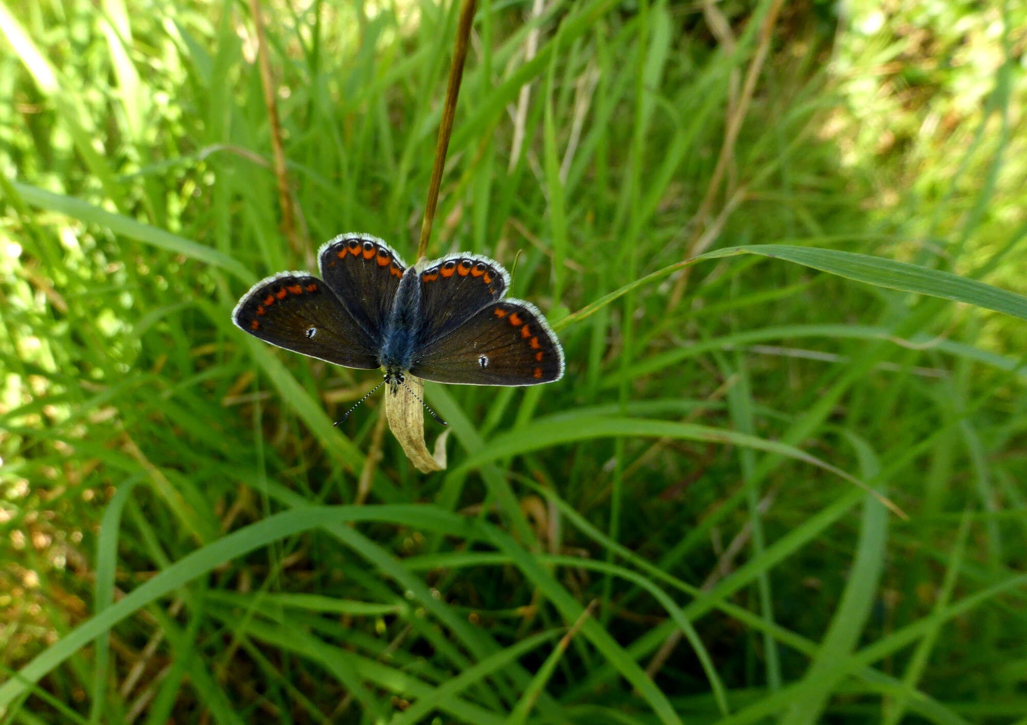 I honestly thought it would be a complete restart for the Brown Argus, yet it was in better numbers than ever!  Mother Nature's recovery process at its best!
