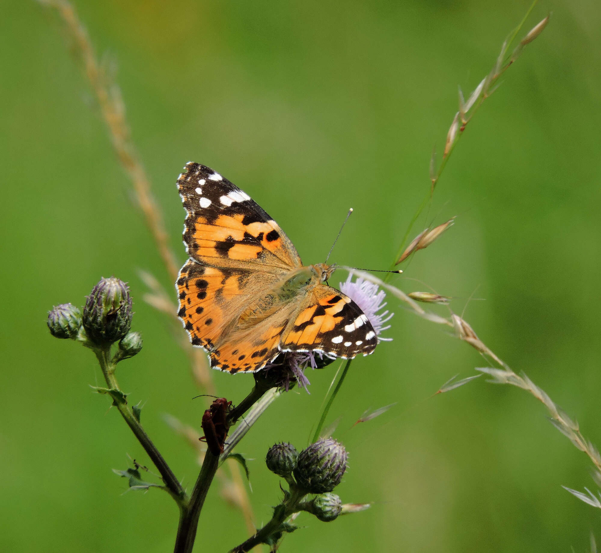 Painted Ladies perform their largest migration ever to the UK. Millions were recorded arriving. I stood and watched them coming from the south-east. 2003 is still their best here.