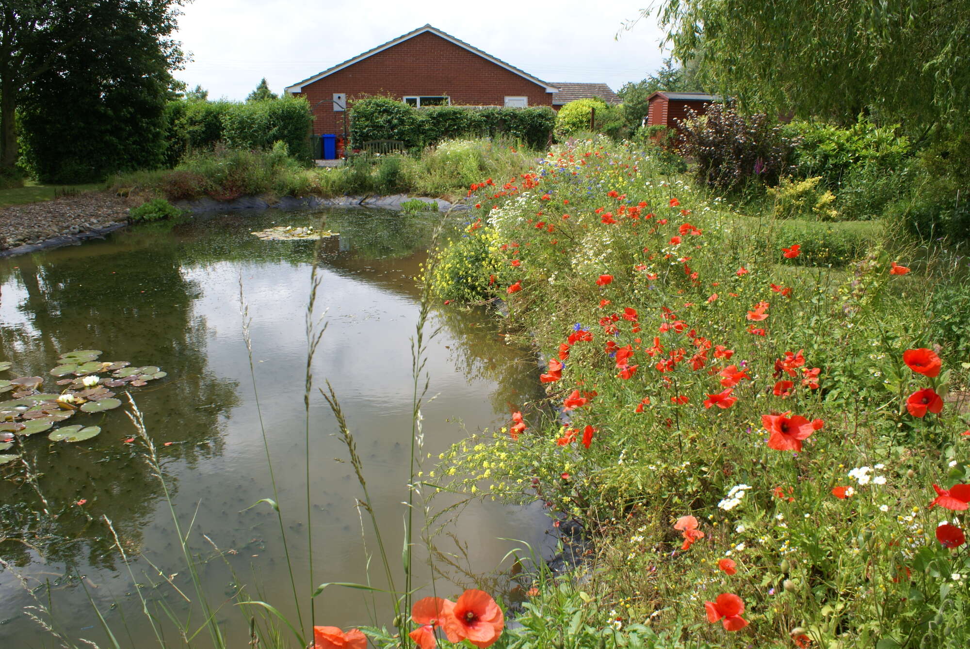 Poppies help fill the gaps around the renovated pond.