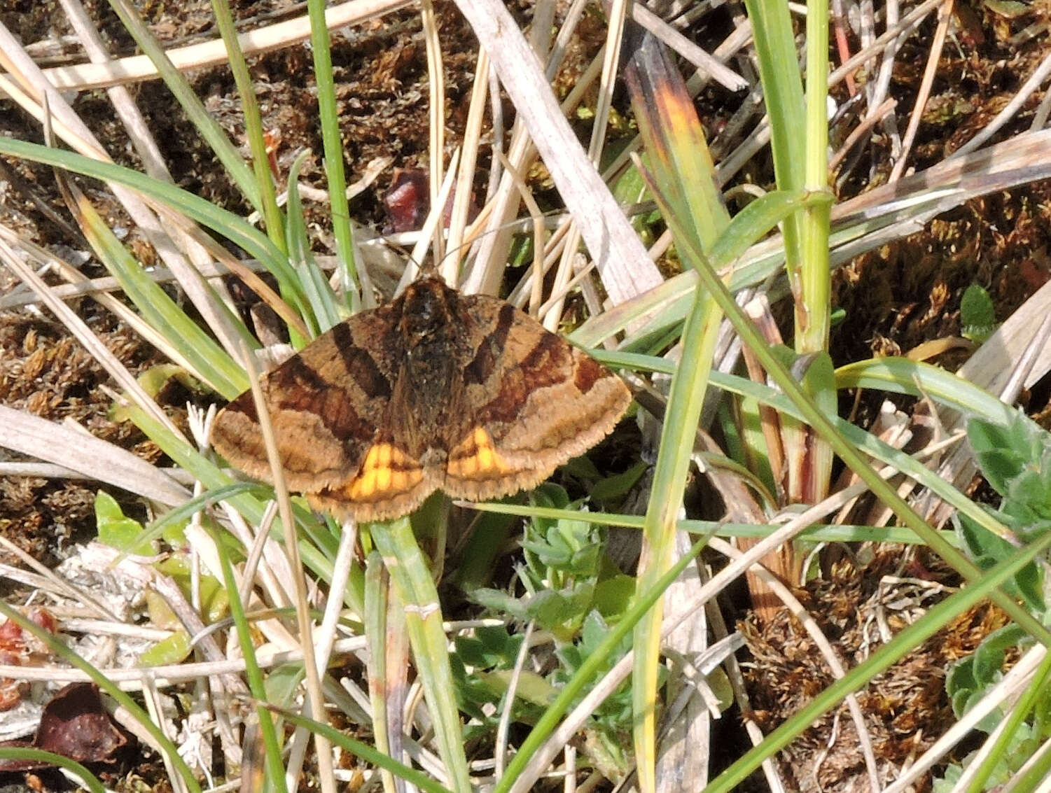 2013 was a mixed bag overall but 2 new day-flying moths were seen. First the Burnet Companion....