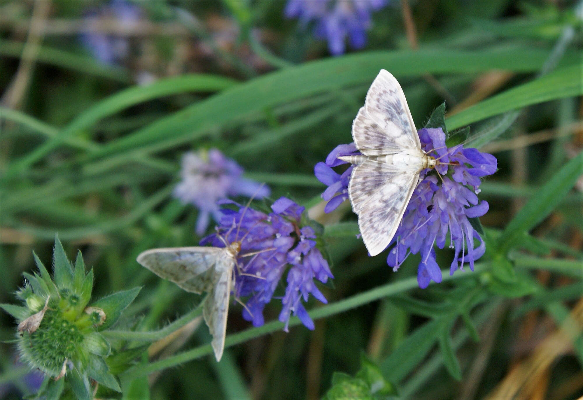 followed by the beautiful Mother of Pearl, seen here on scabious.