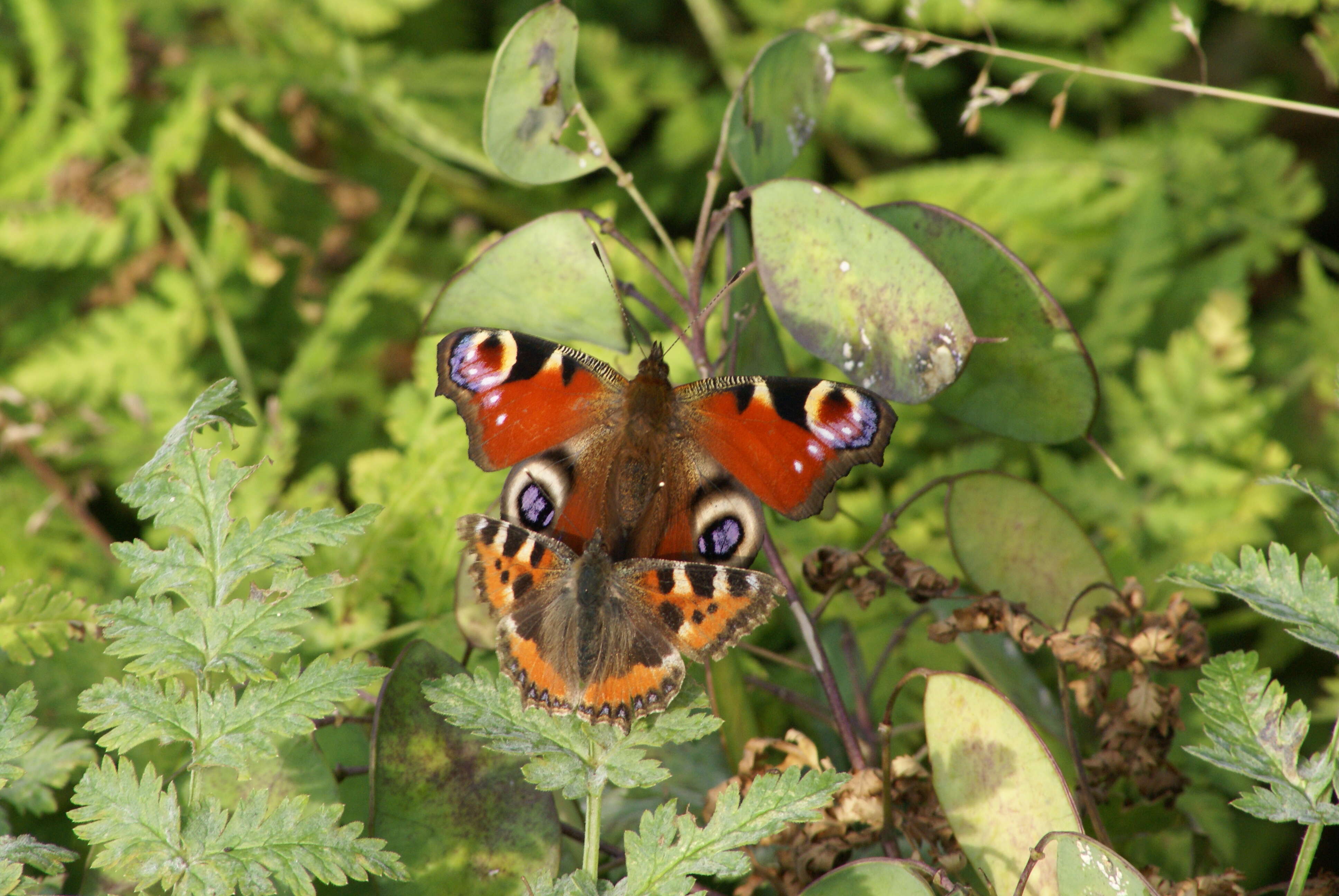 2013 was the best year ever for the Peacock, despite the efforts of this Small Tortoiseshell to disrupt proceedings!