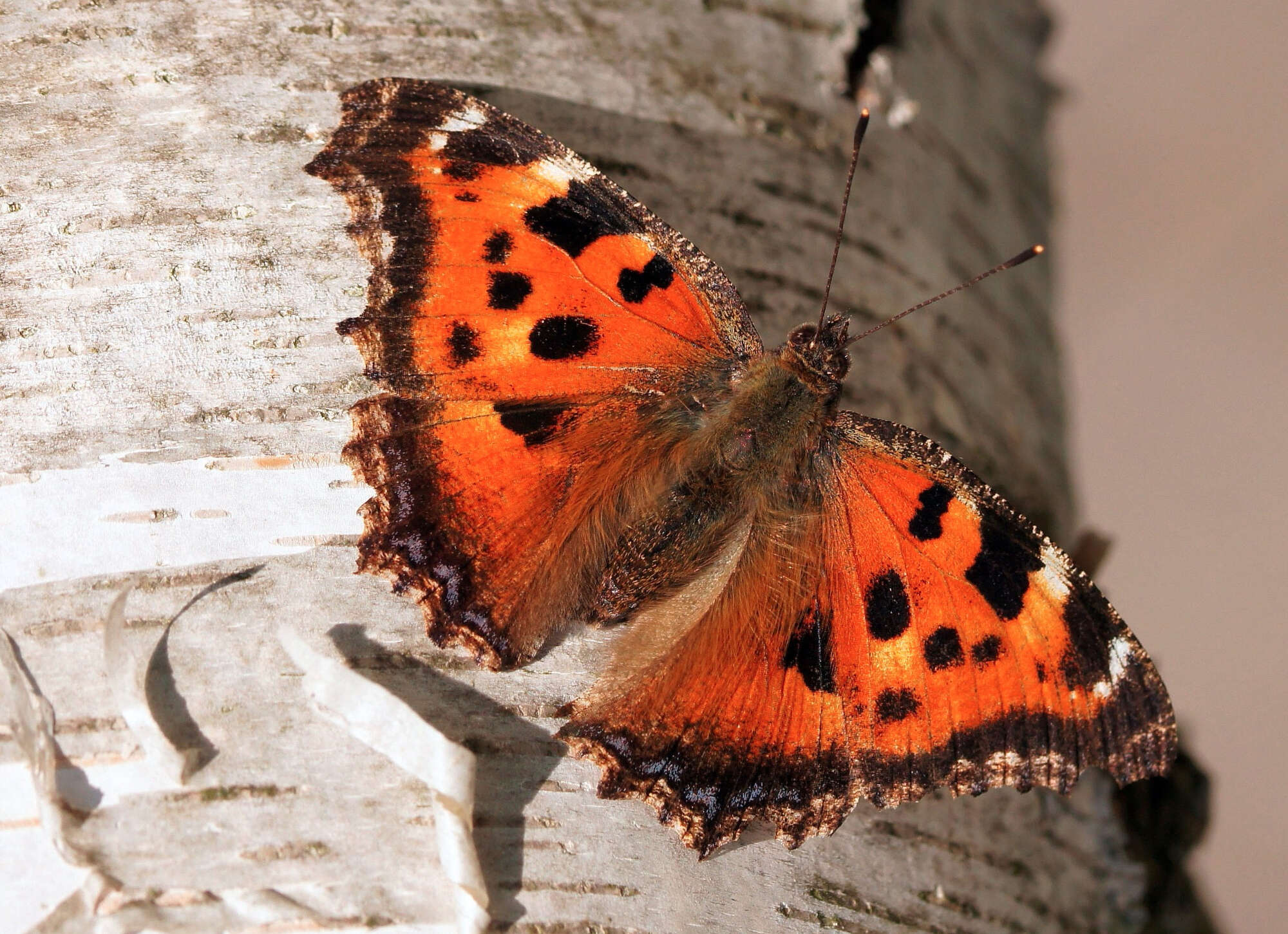 2014 went on record as being the year of the Yellow-legged Tortoiseshell. A one-off year of vagrants from eastern Europe....