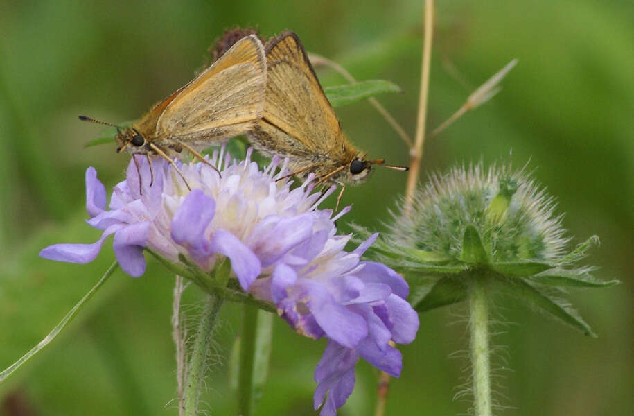 Our old faithful, the Essex Skipper, rewarded us with its best year to date in 2015.