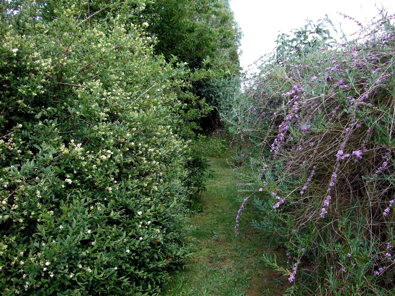 Just like two classic pubs side by side - wild privet and buddleia alternifolia perform a classic nectar double act.