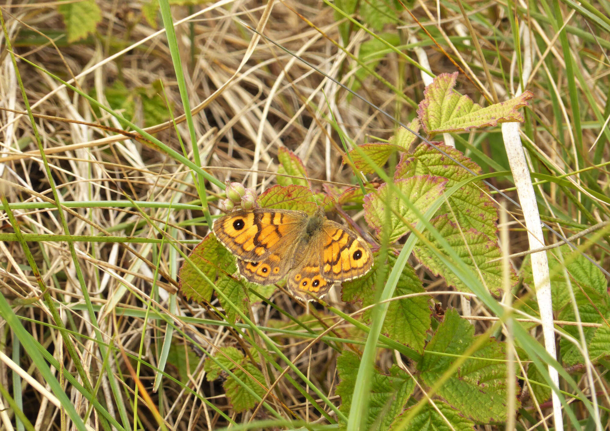 Wall Brown was initially a common resident prior to its general decline.