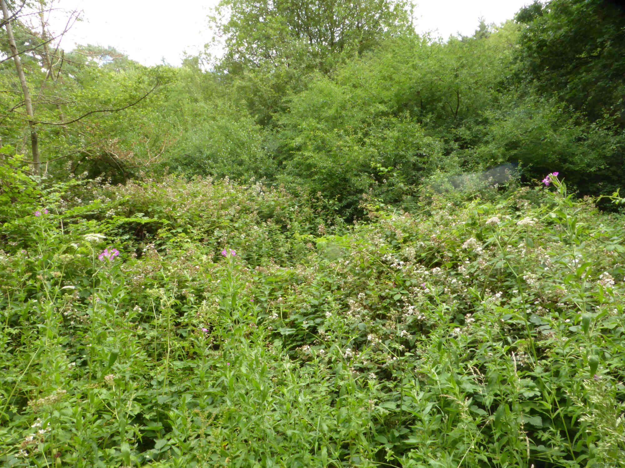 Bramble blossom is amongst the very best of the nectar plants. We have encouraged out of the way bramble thickets.