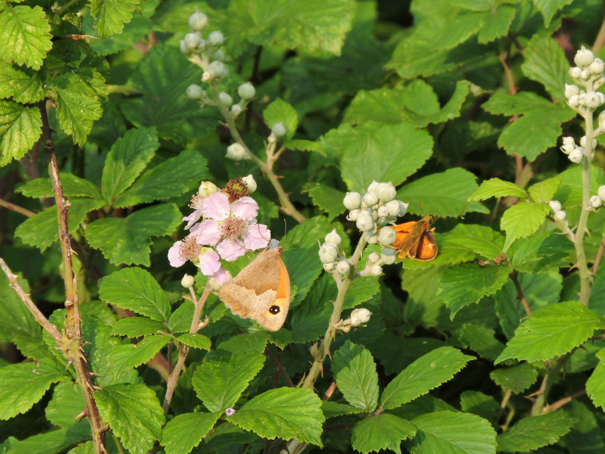Meadow Brown on bramble with a Small Skipper in the background.