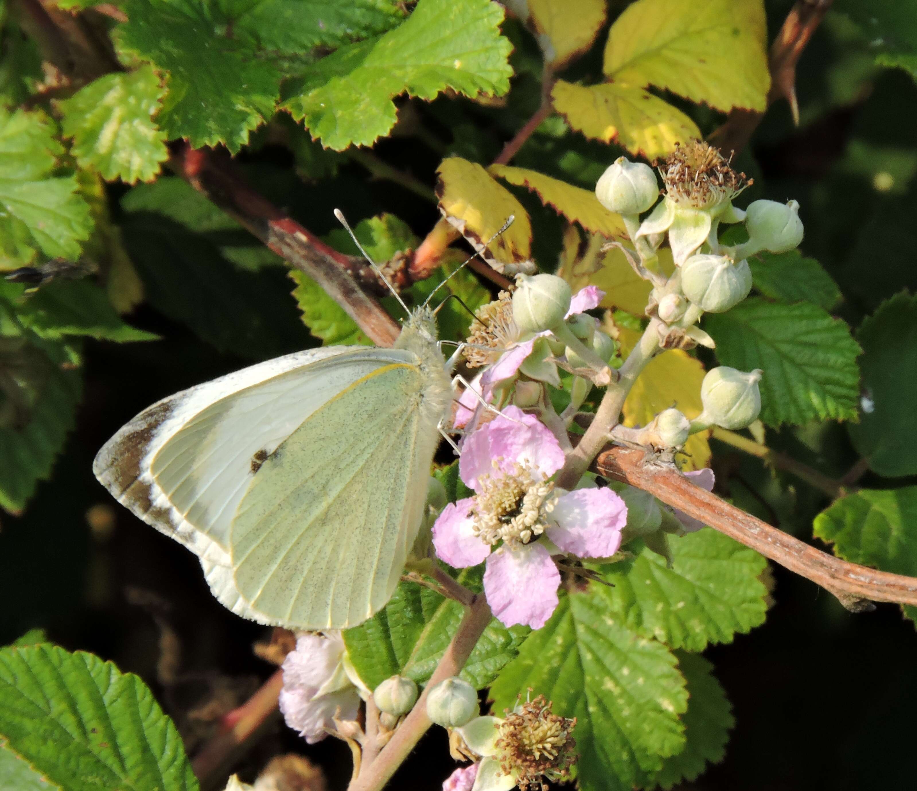 Large White taking its turn on the bramble blossom.