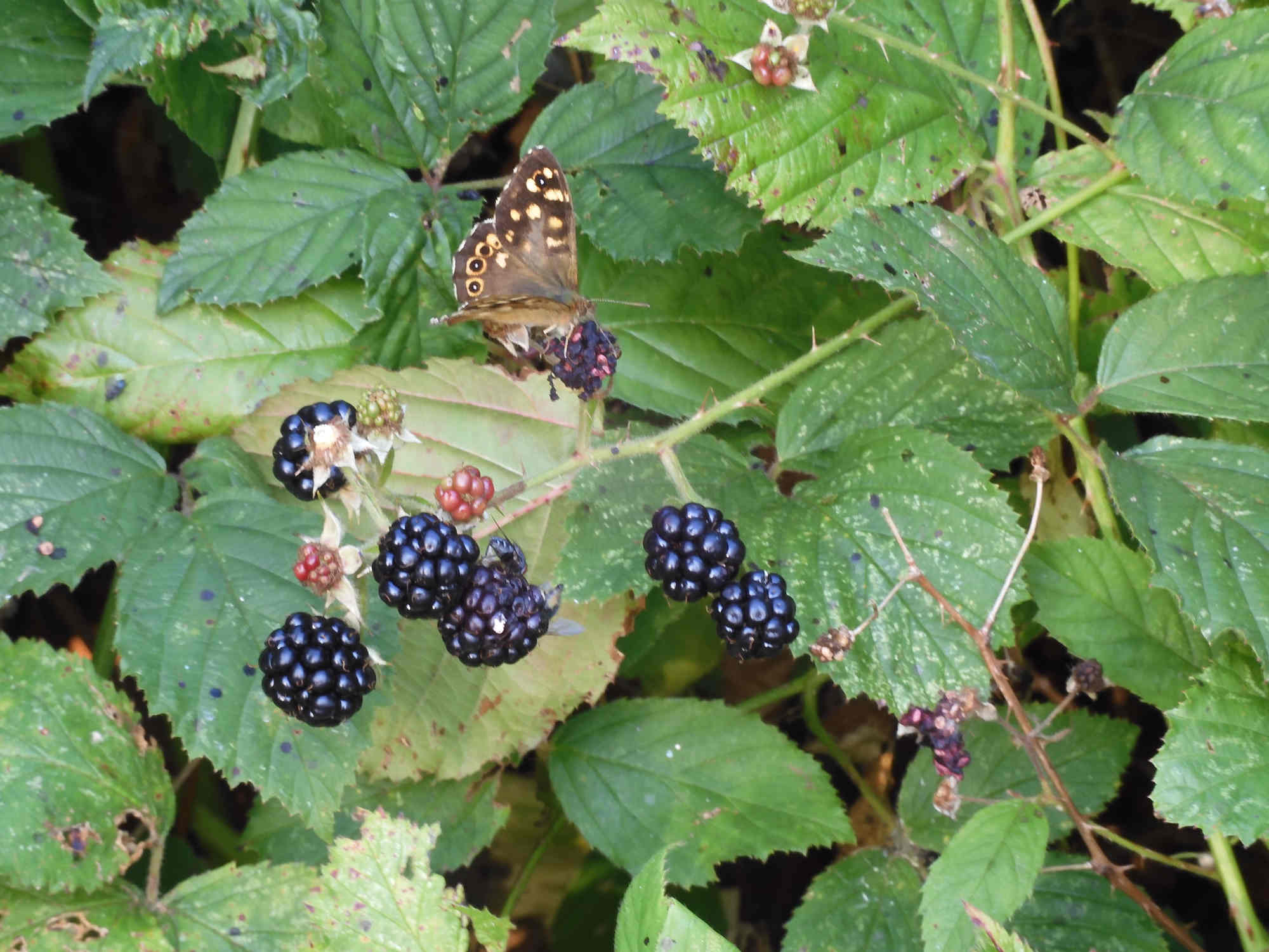 In the autumn Speckled Woods adore the blackberries.