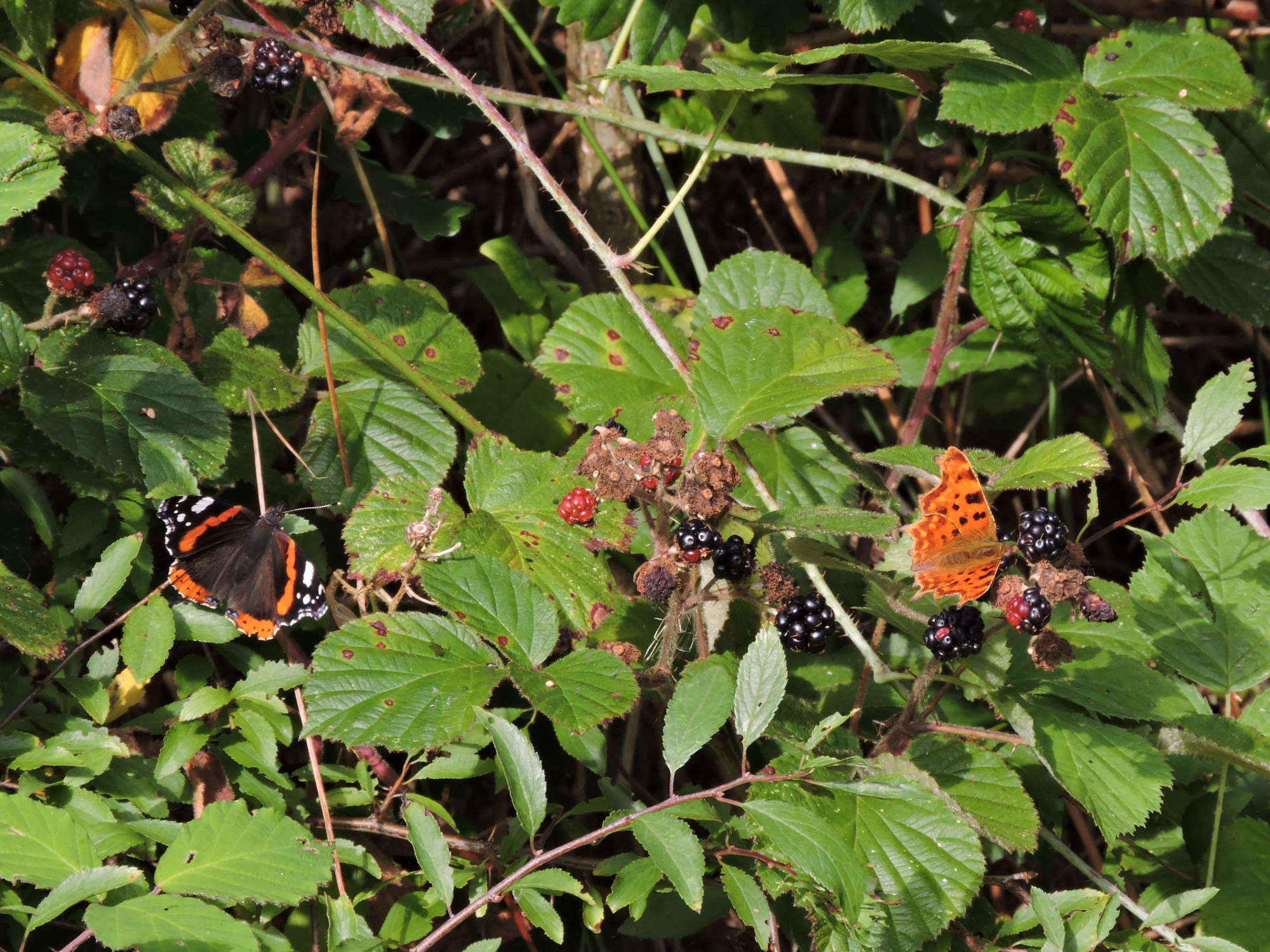 As do the Comma and Red Admiral.