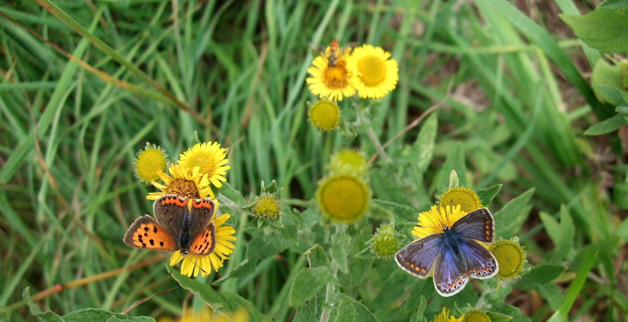 Common Blue and Small Copper showed real signs of promise.