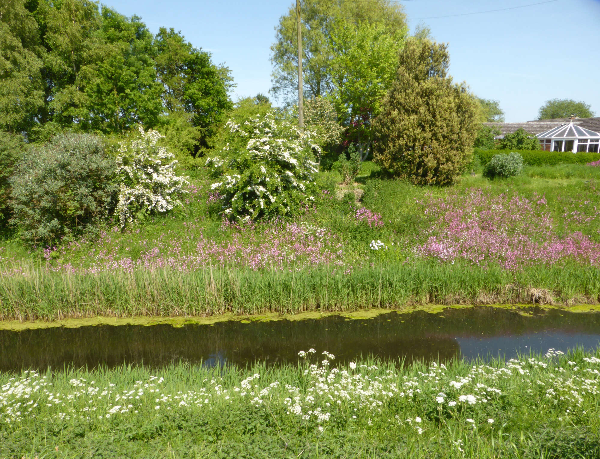 The flowery dyke banks with our woodland garden beyond.