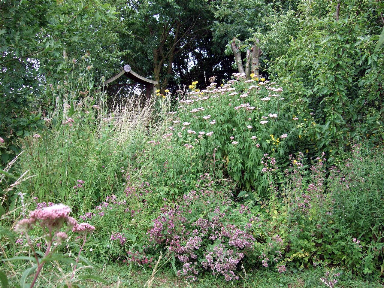 A predominantly elm-ash-oak backdrop to the main flowery glade of the woodland garden.