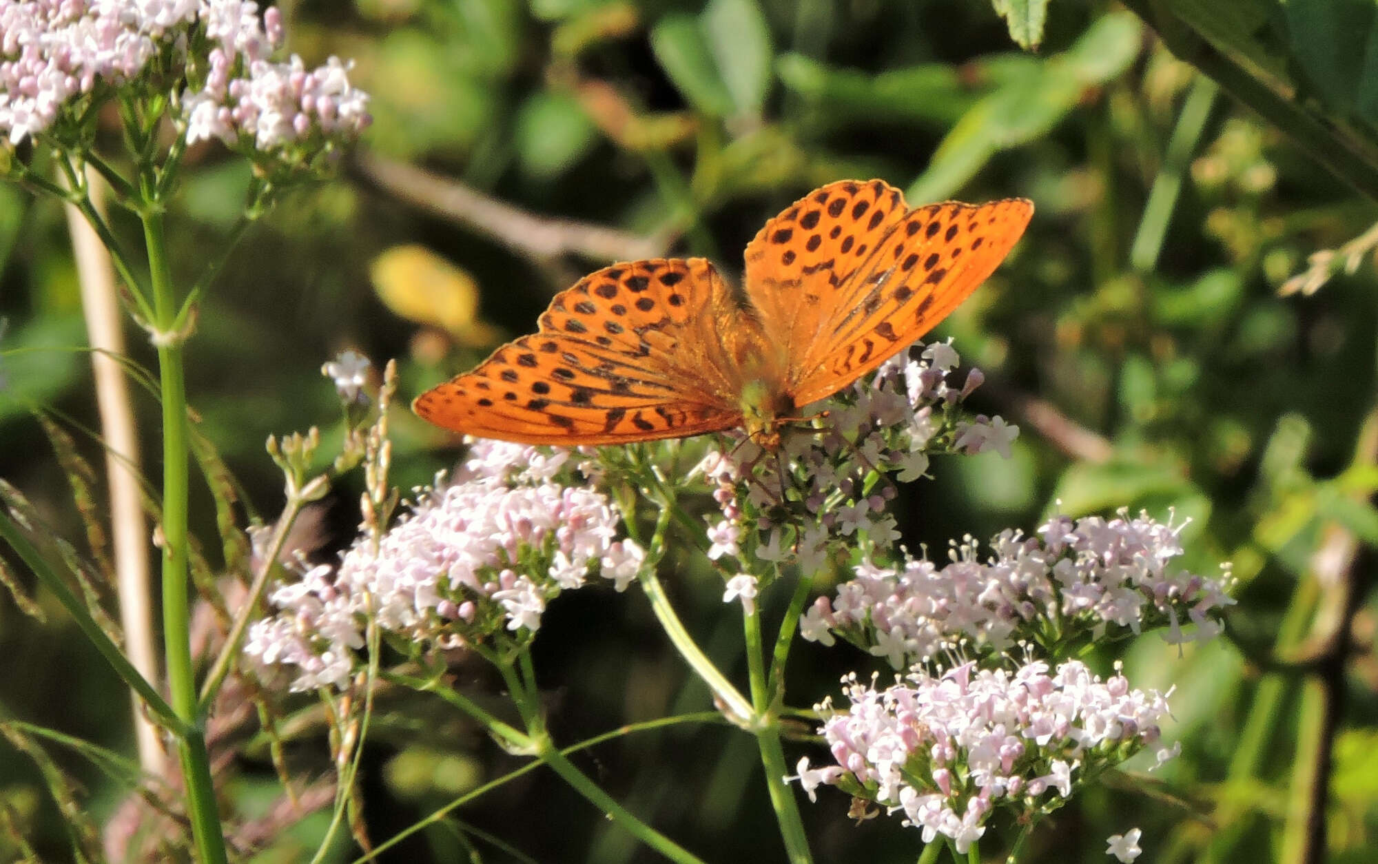 By 2018 the Silver-washed Fritillary was making major advances throughout the Lincolnshire woodlands - 3 were seen in our garden!
