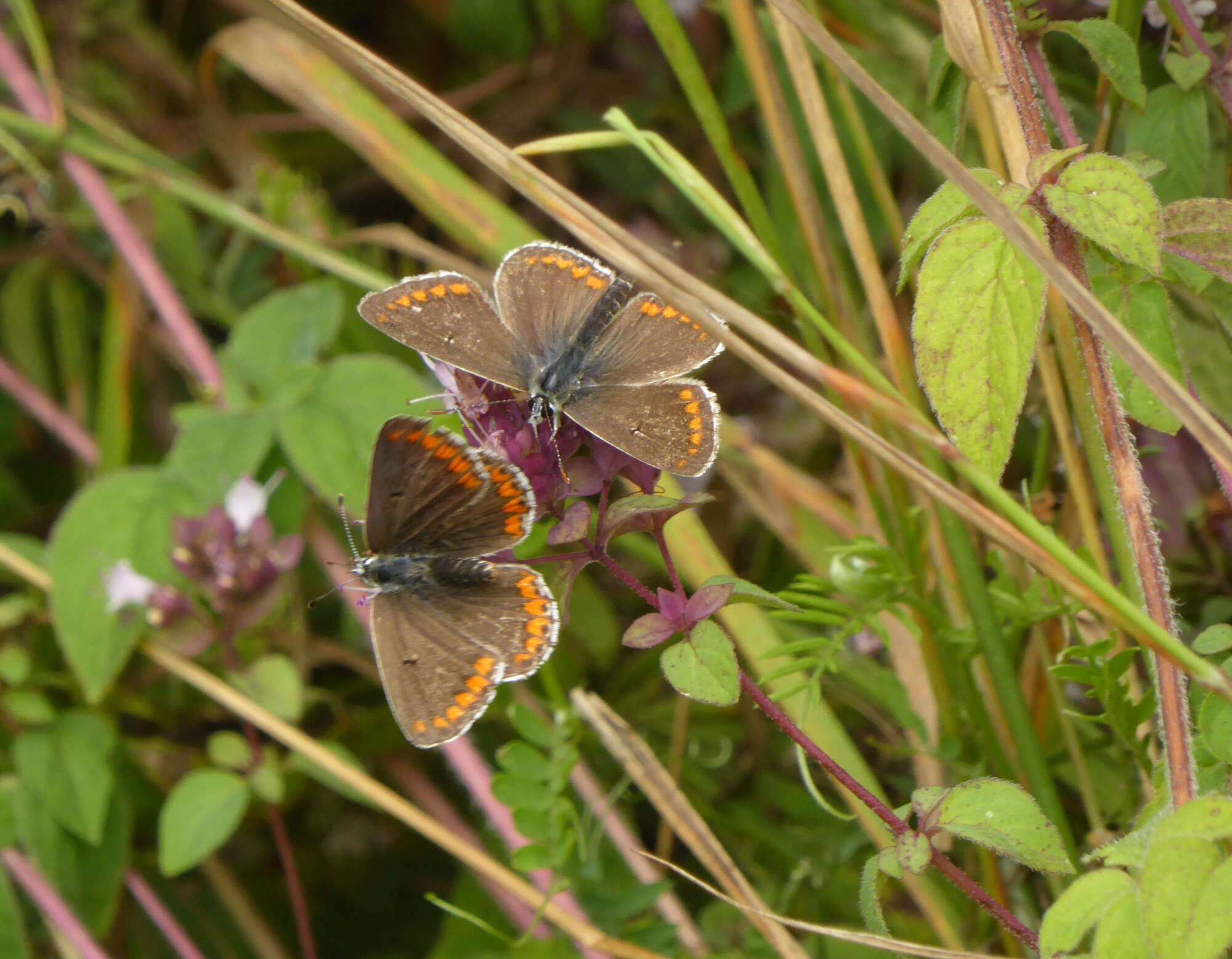 ... 58 Brown Argus counted on one day!