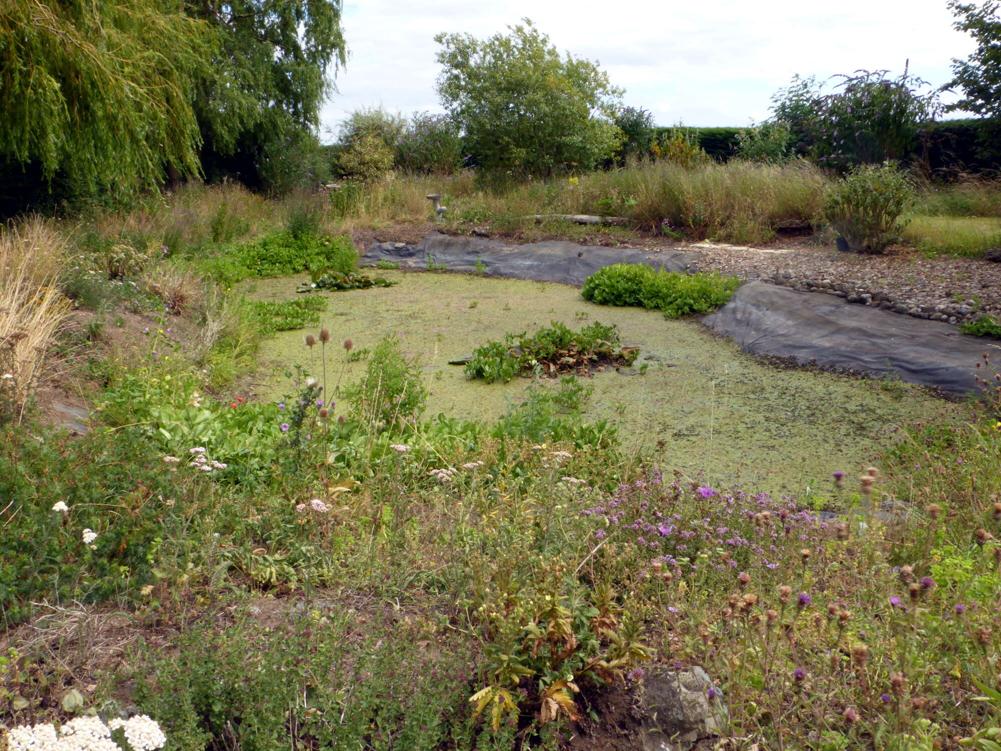 A major drying up of the pond during summer at least creates a marsh habitat, better for butterflies. This may have to be the way forward.