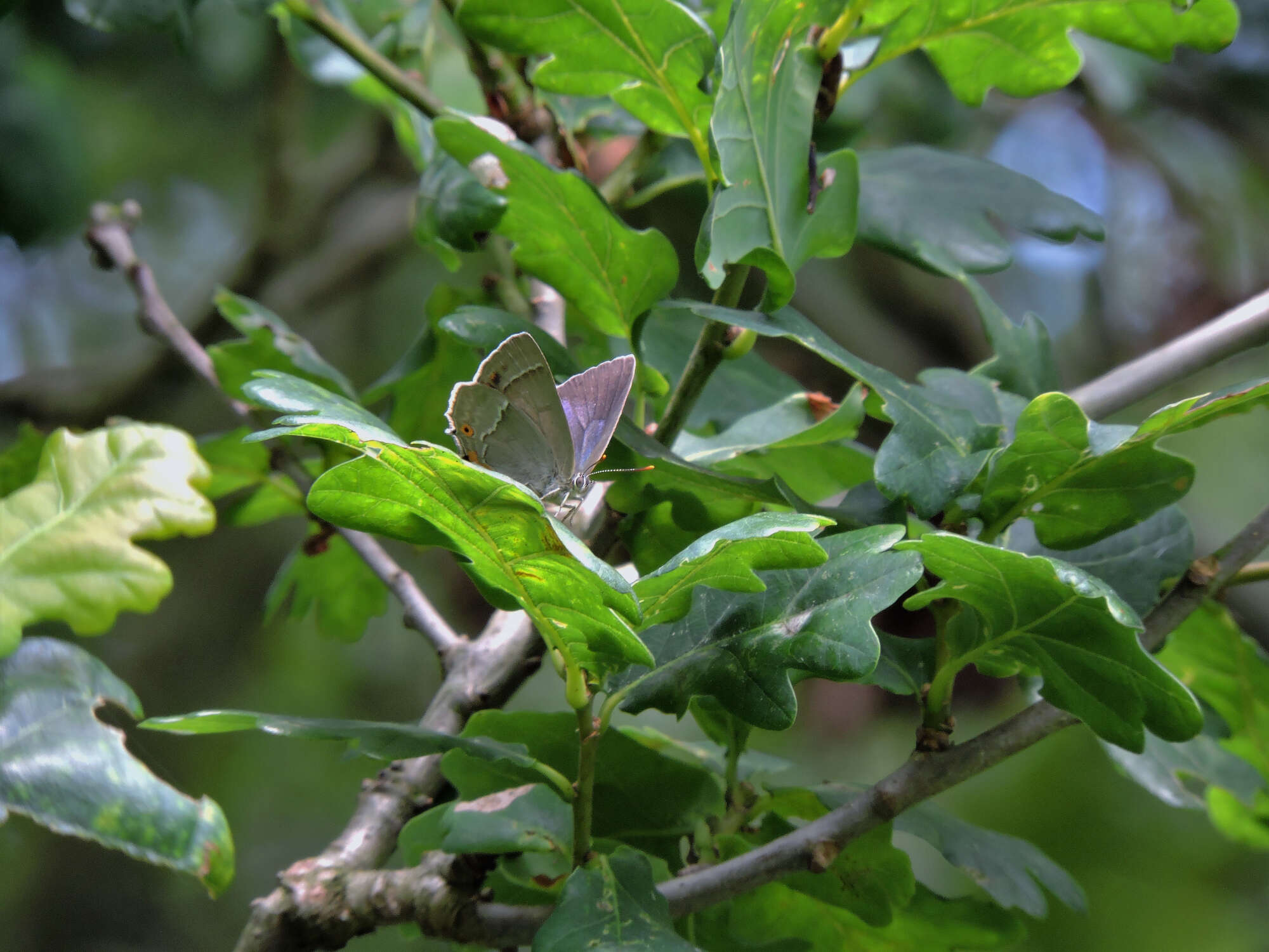 Our biggest success story to date was the unexpected arrival of the Purple Hairstreak .They colonised our oaks and we later found that they had laid eggs!