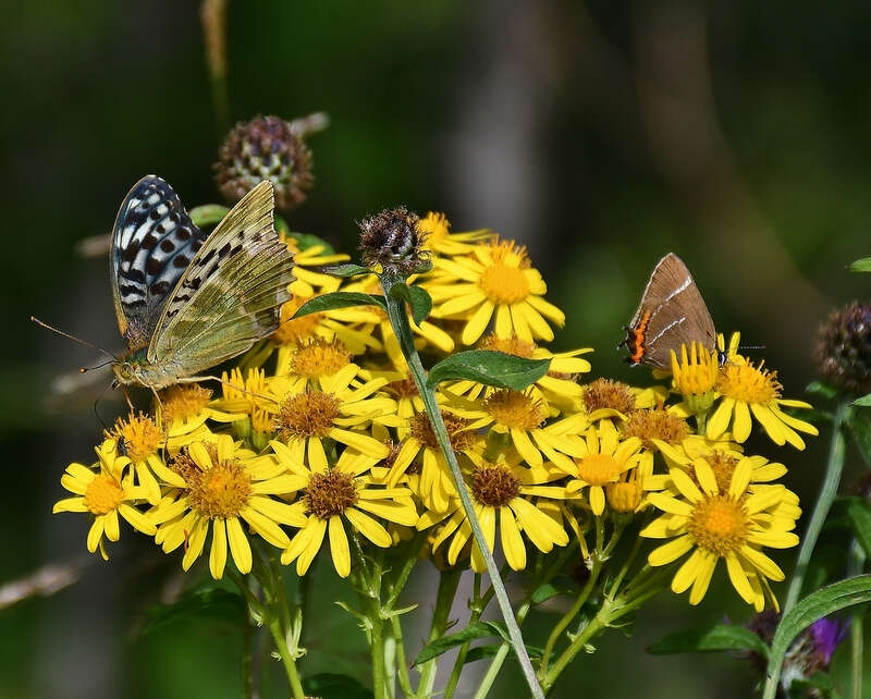 As well as the WLH, I also had a fleeting glance of what I believe to be the rare valezina form of the Silver Washed Fritillary, seen here together elsewhere.