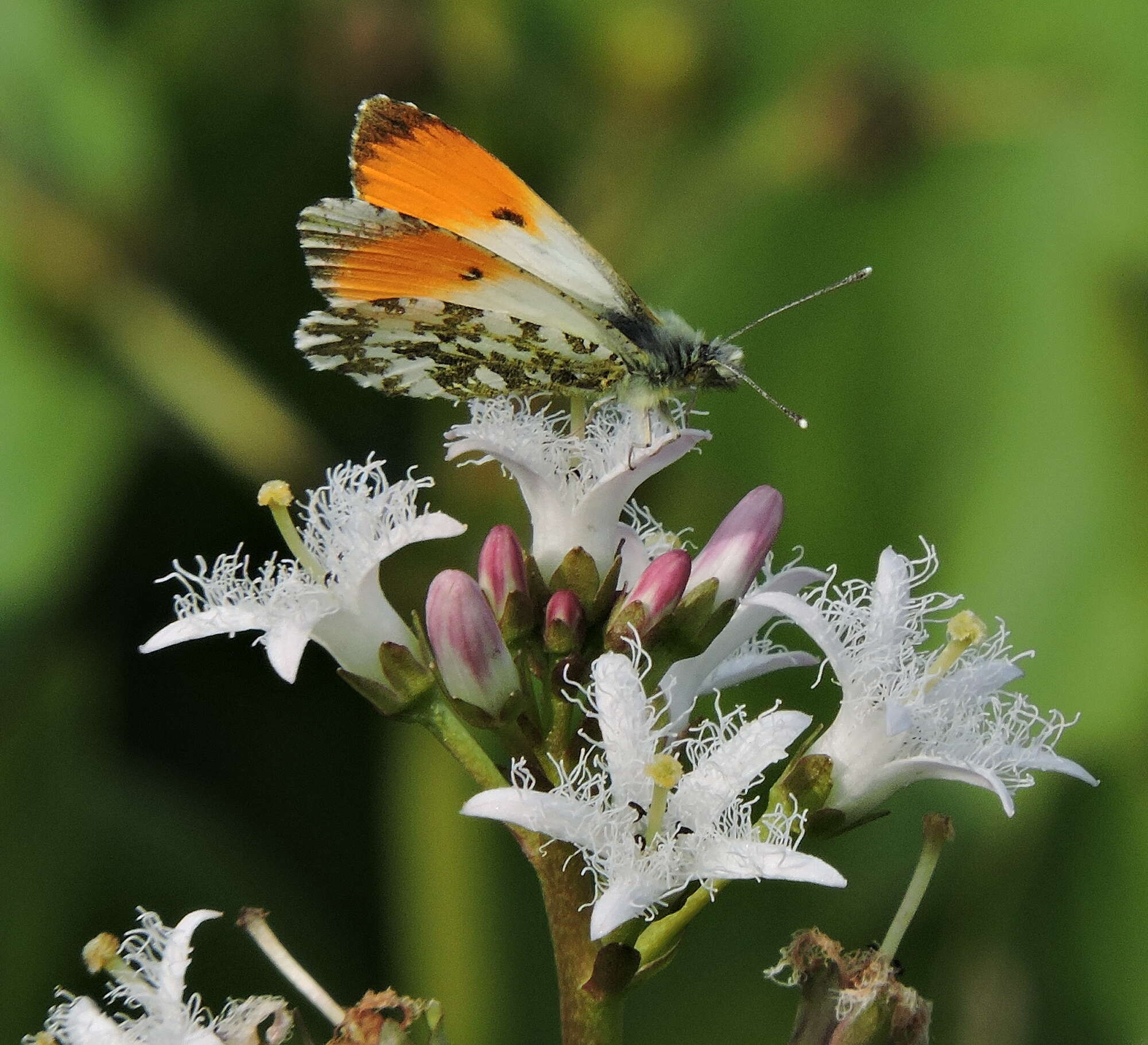 Welcome the Orange Tip to our list of residents. Being a spring butterfly, their flight period was over when we moved in last year.
