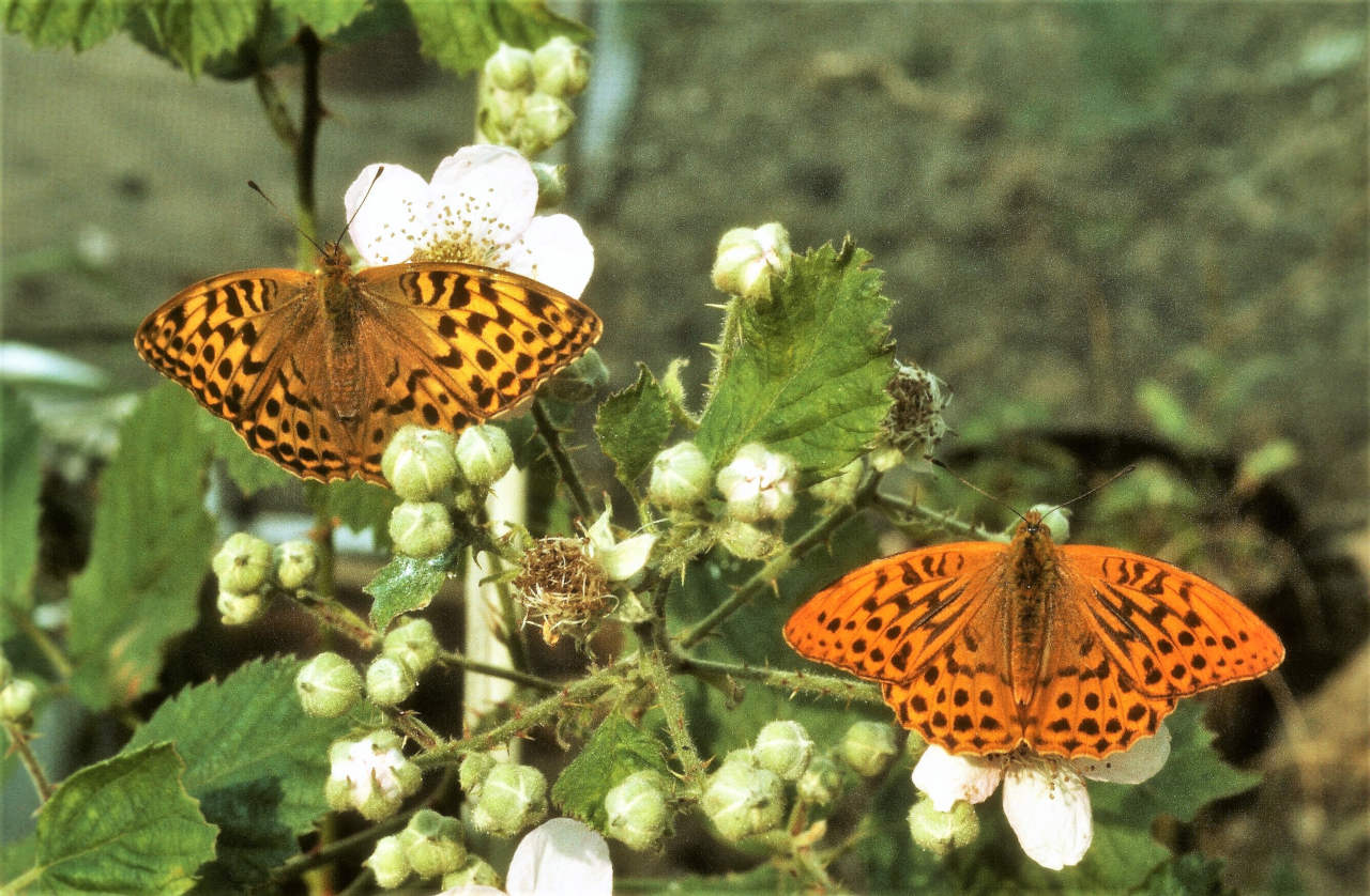 Silver-washed Fritillary, female on the left