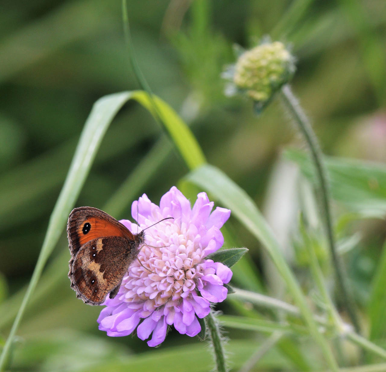 The Gatekeeper feeding on scabious, a classic nectar plant