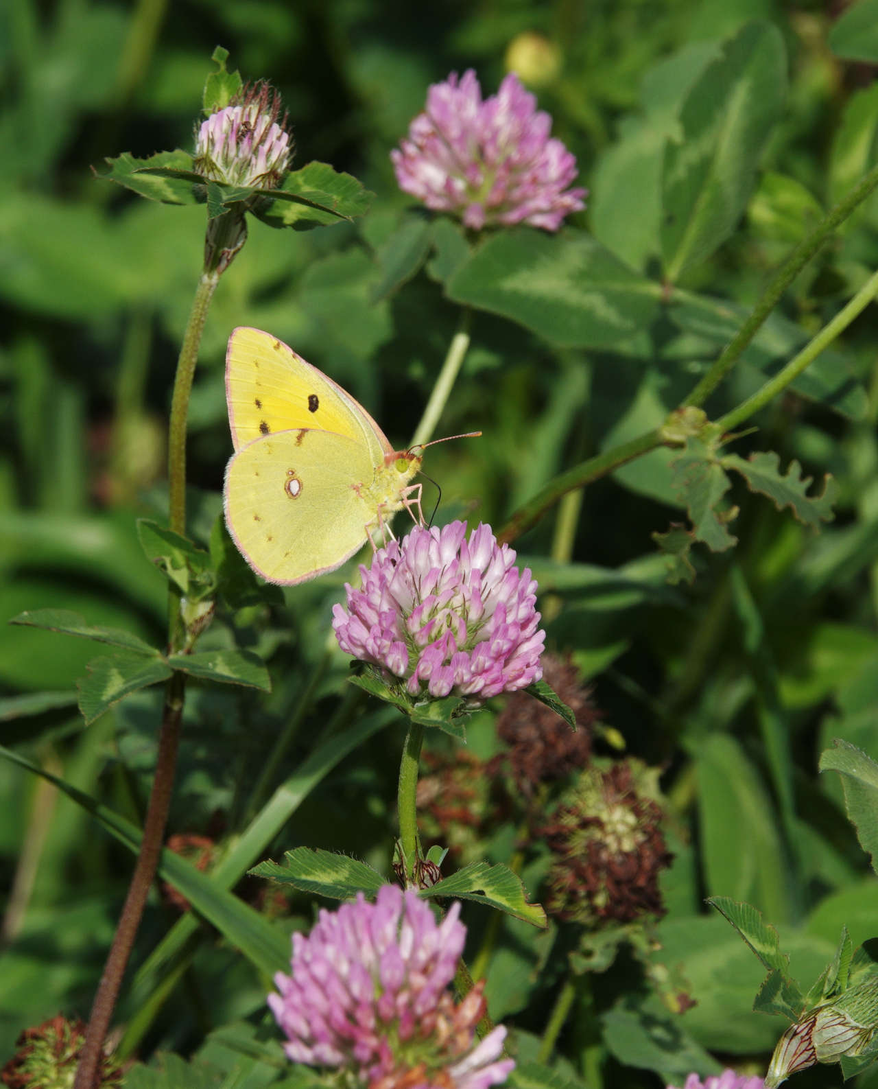 Masses of Clouded Yellows emerge in a nearby clover field during September.