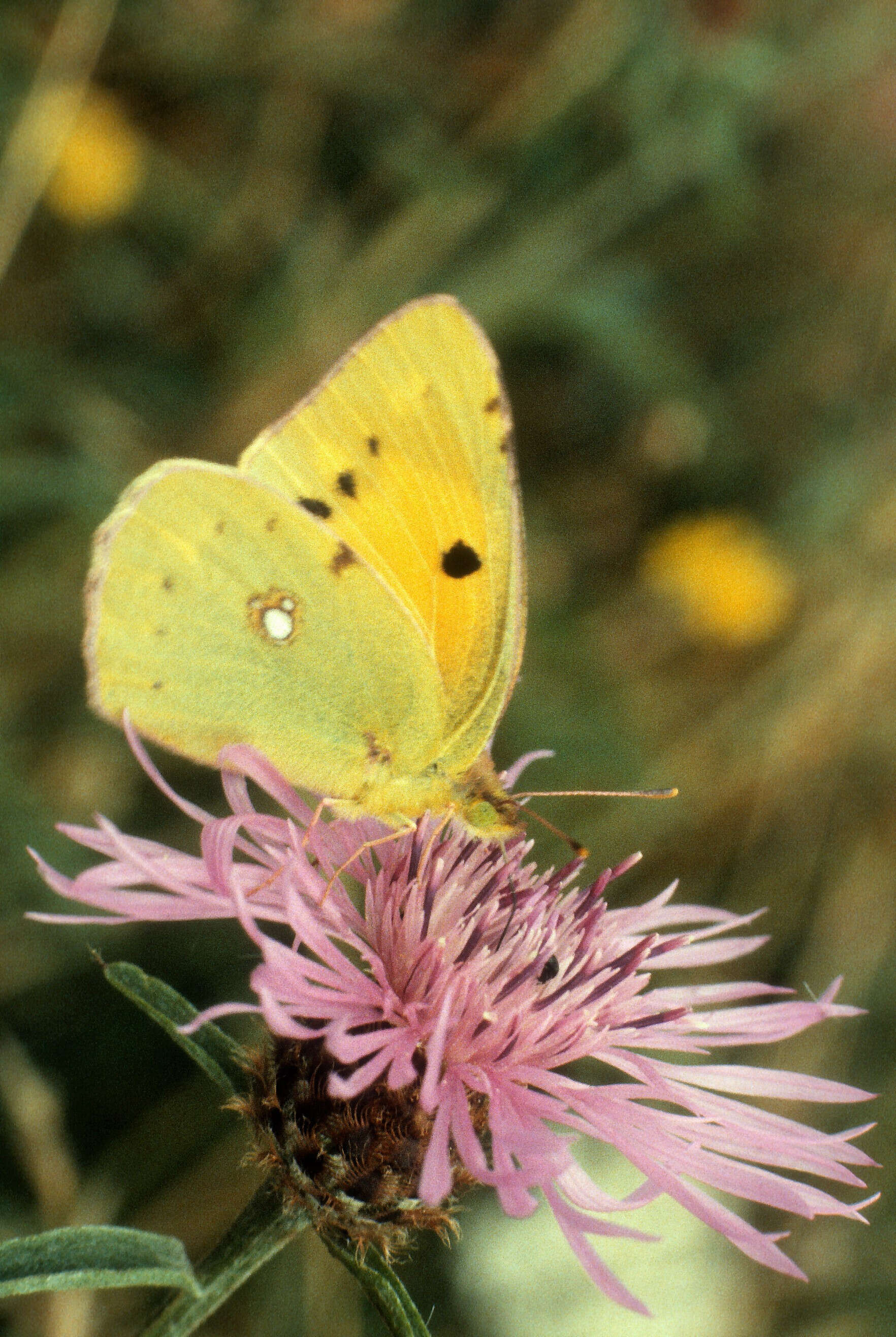 The major surprise of 1998 were three separate sightings of the less common migrant Clouded Yellow.