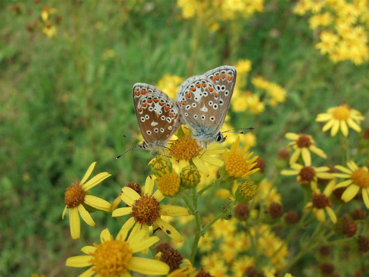 Brown Argus mating. The figure of eight rings on the hindwings are the best way to tell them apart from the female Common Blue, which do not have the figure of eight.