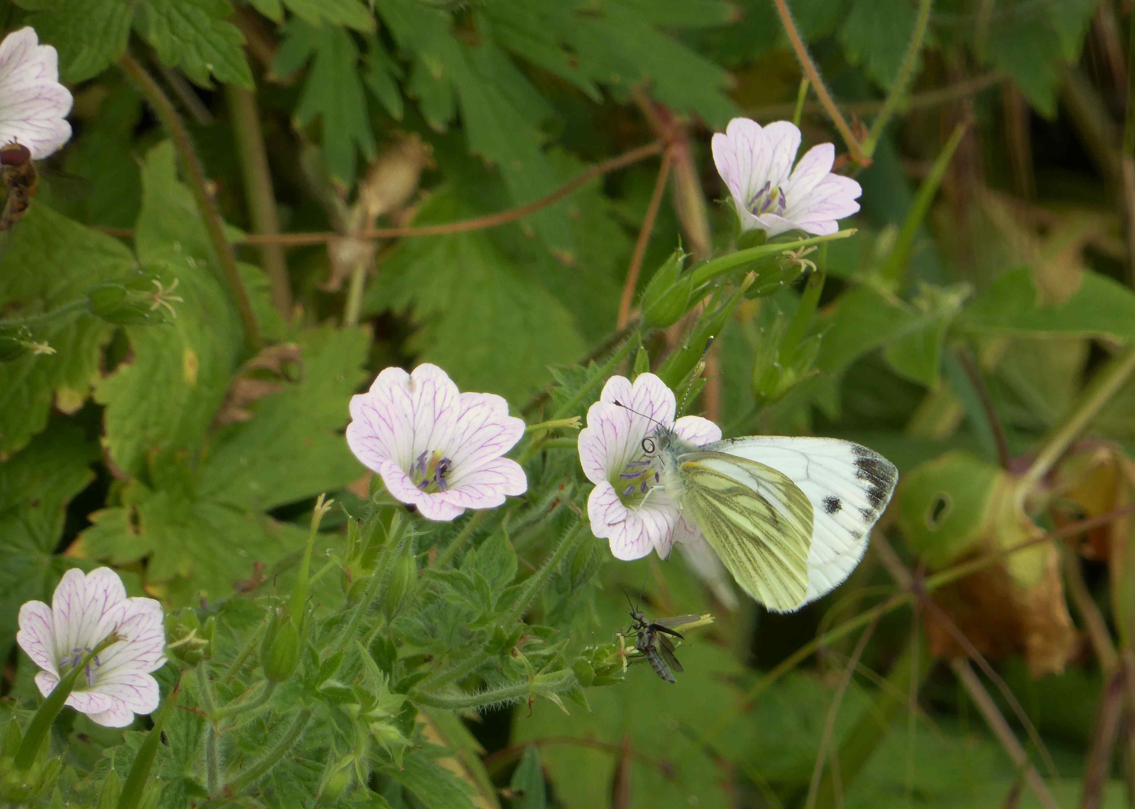 Compare the very noticeable veined underside of the Green-veined White to the more basic markings of the Small White underside