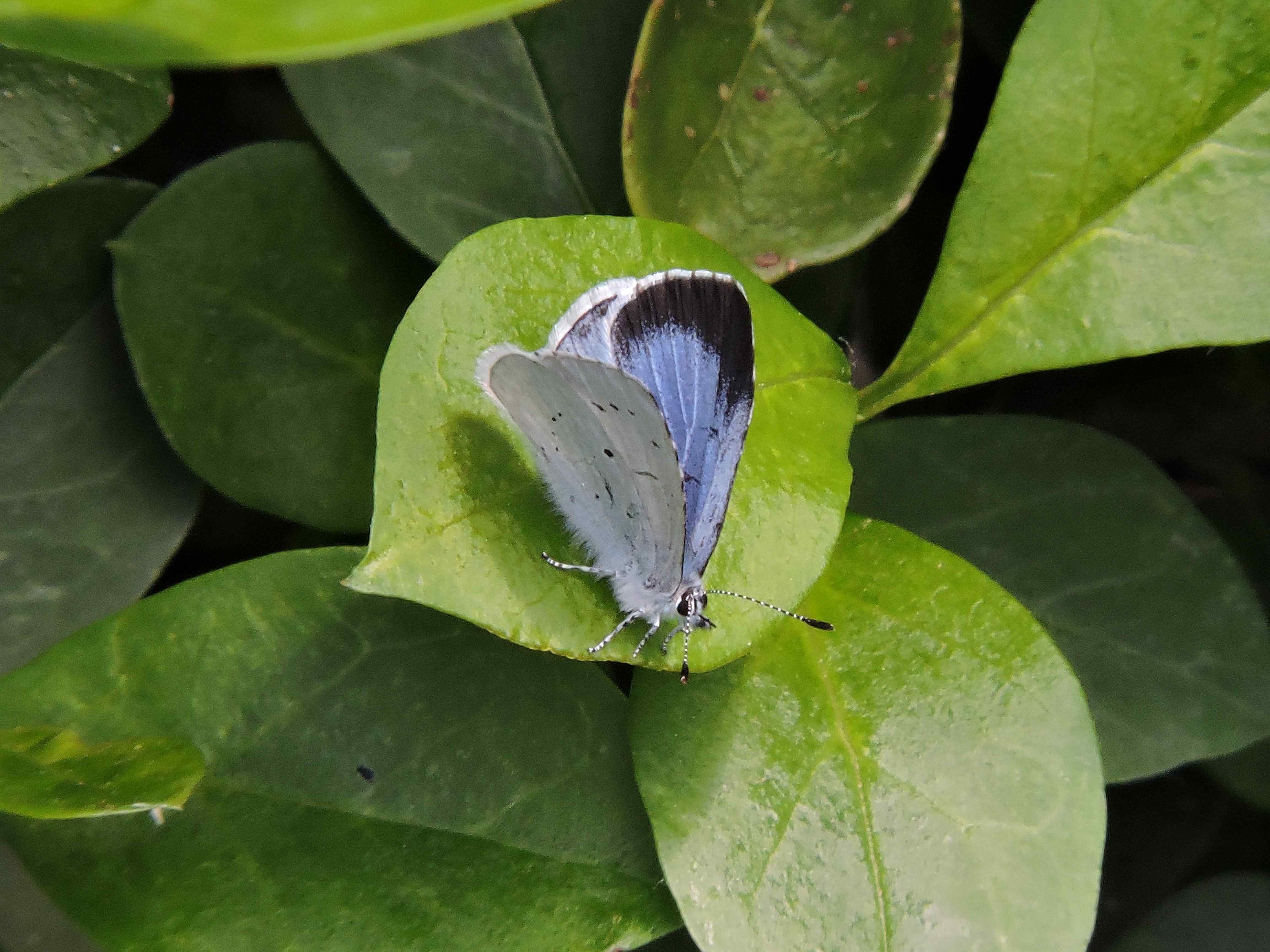 Female Holly Blue
