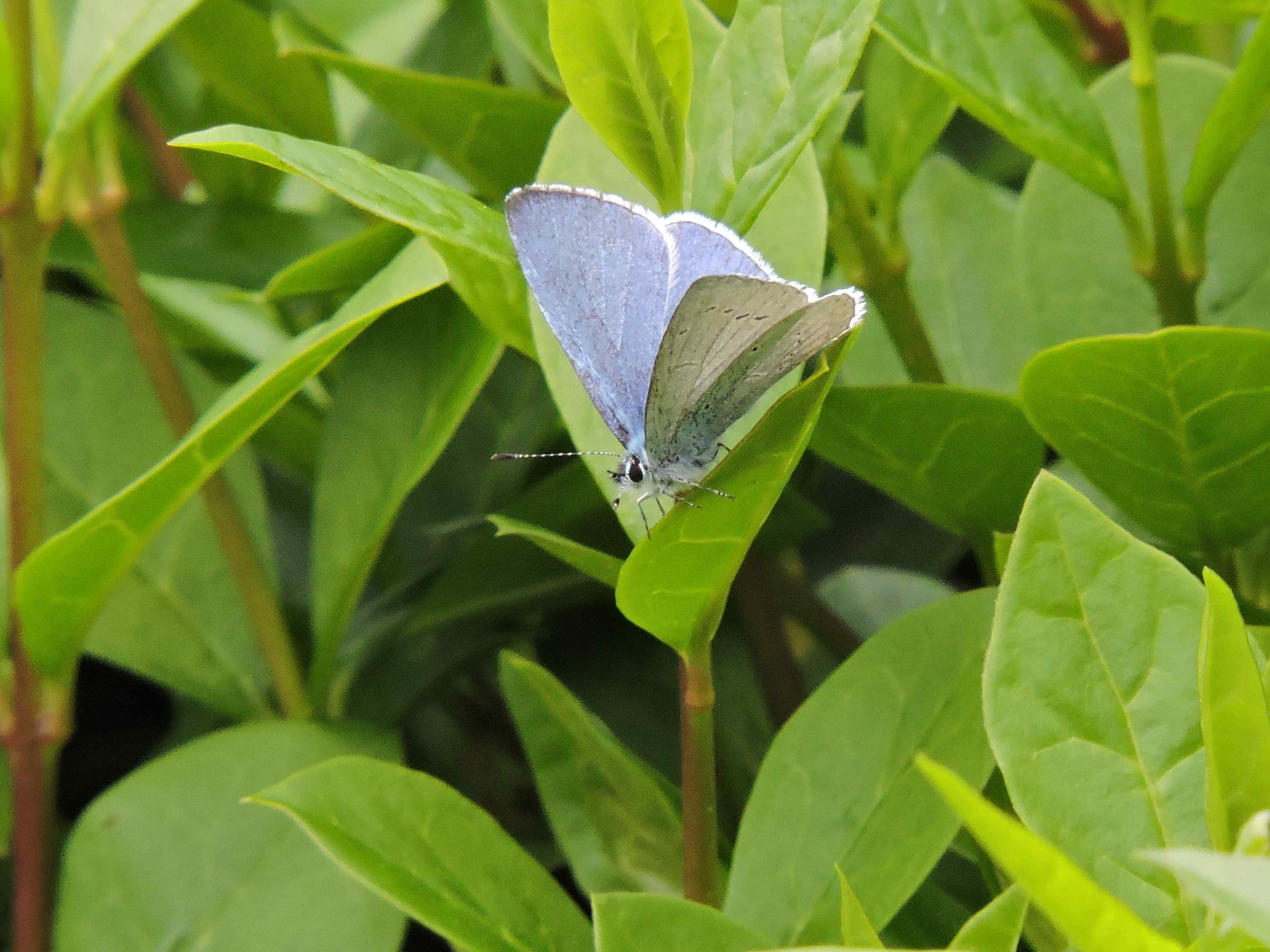 Male Holly Blue