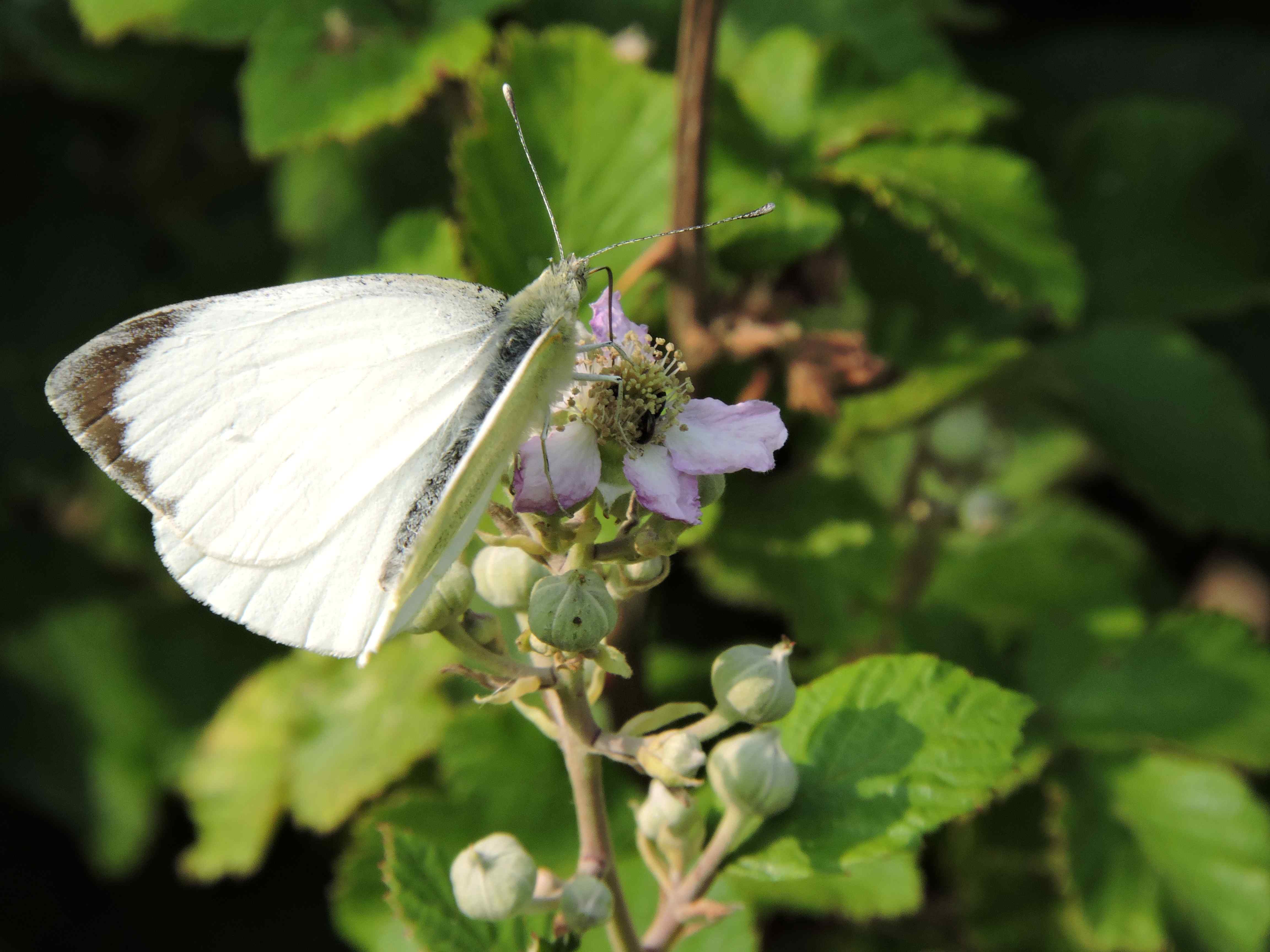 The largest of the Whites, in fact one of the UK's largest butterflies