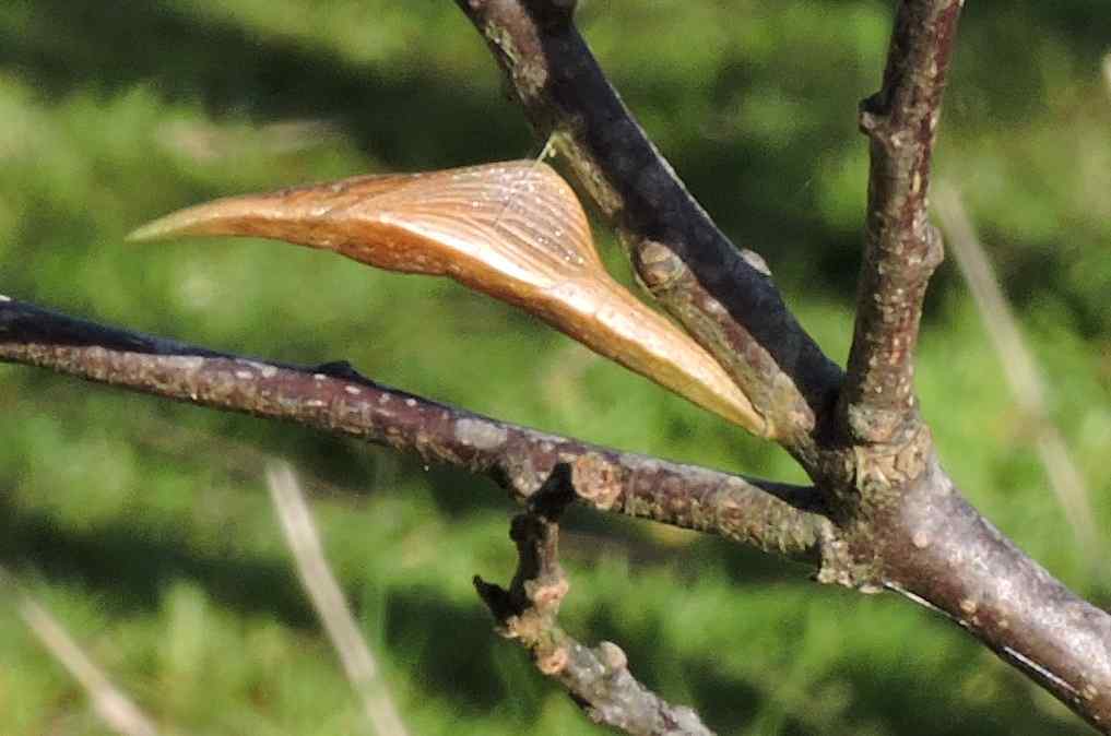 Clearing up of dead stems and twigs in the hedgerows would also lead to disaster - the Orange Tip pupae spend many months in this dormant stage of metamorphosis from July, through the winter, until the butterflies hatch the following April or May. They attach themselves to these supports, which they mimic