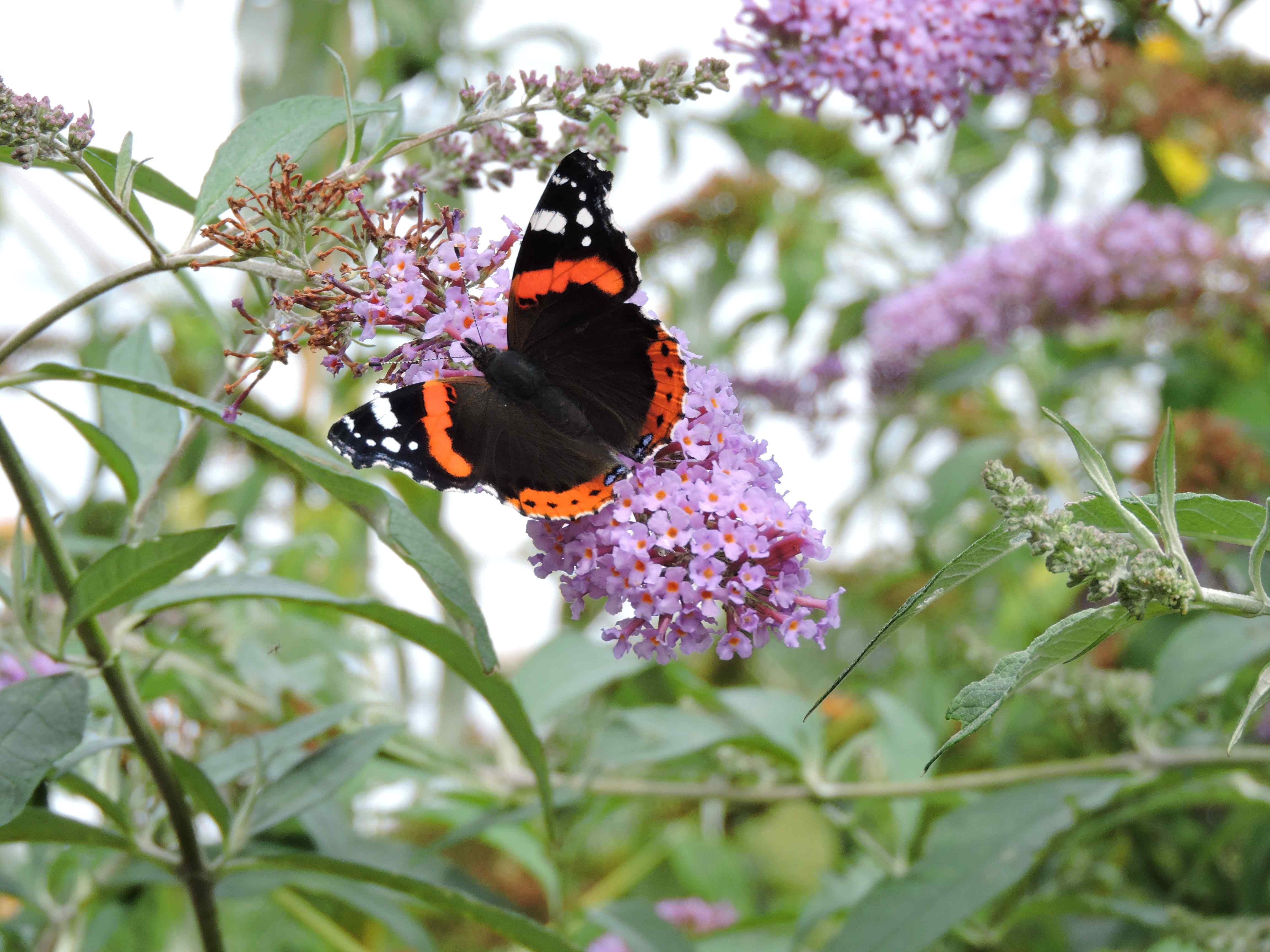 Red Admiral on pink buddleia