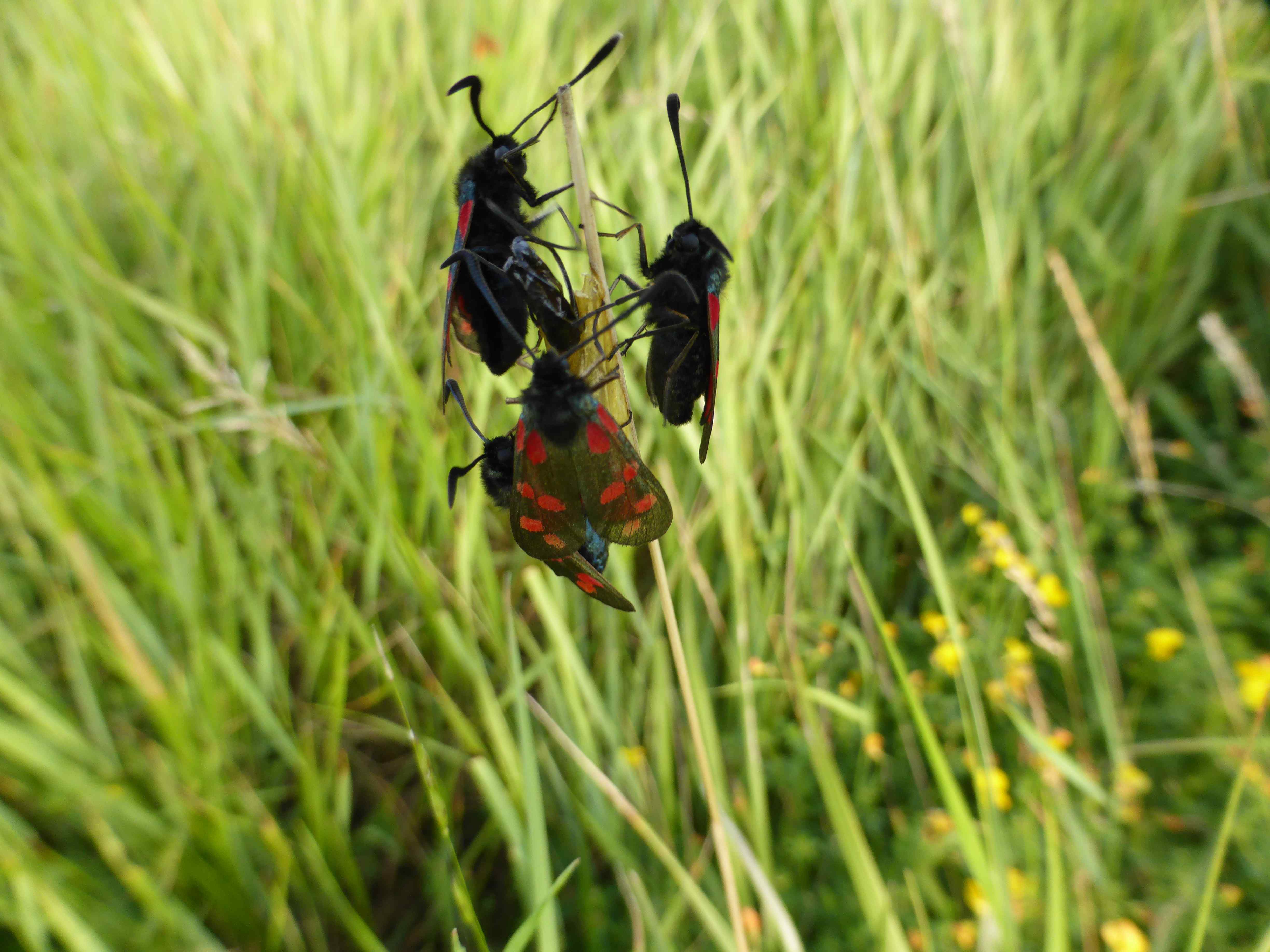 The day-flying Six-spot Burnet moth has dramatically colonised the meadow, using bird's-foot trefoil as its larval foodplant.