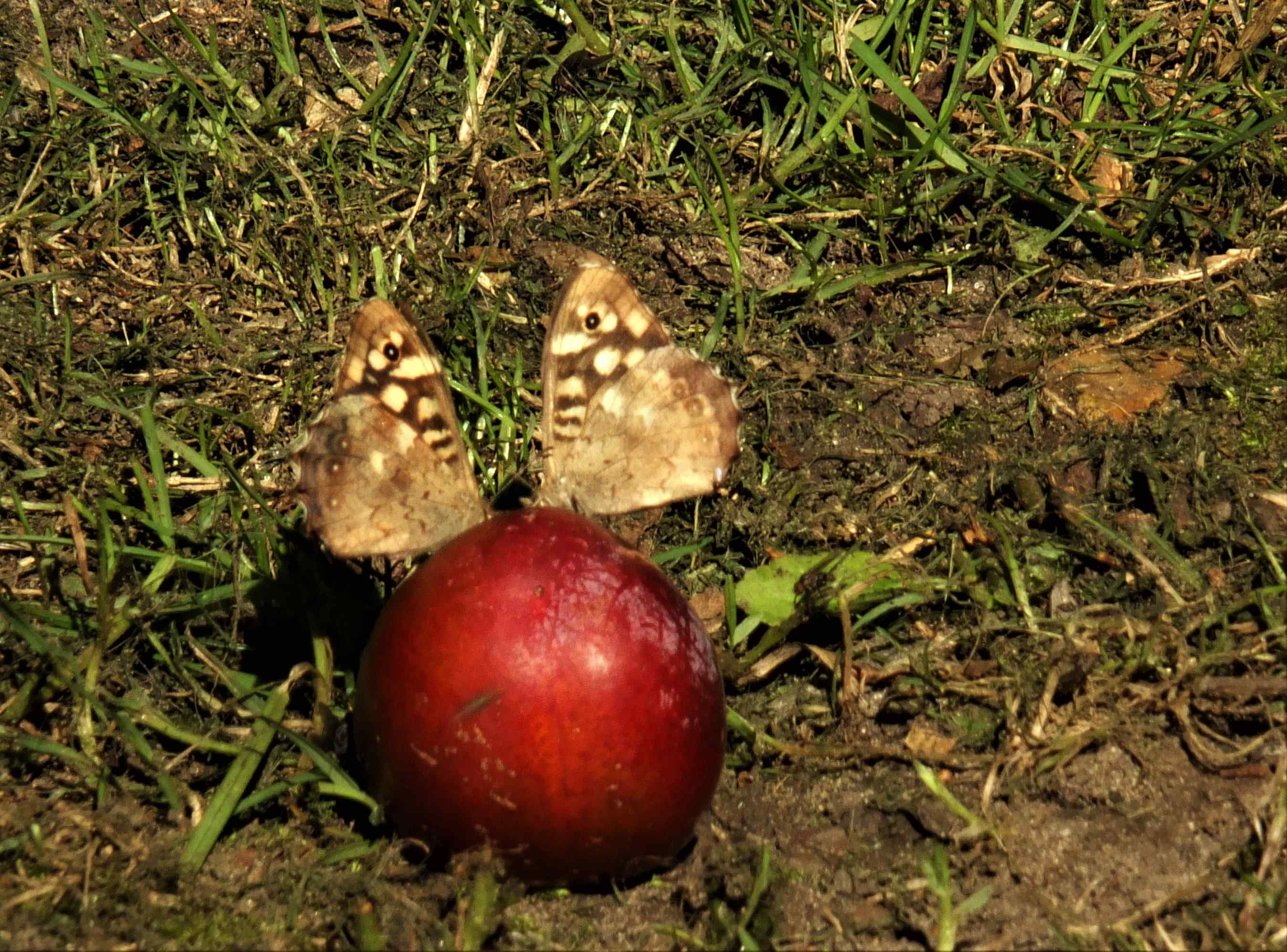 Speckled Woods on plum