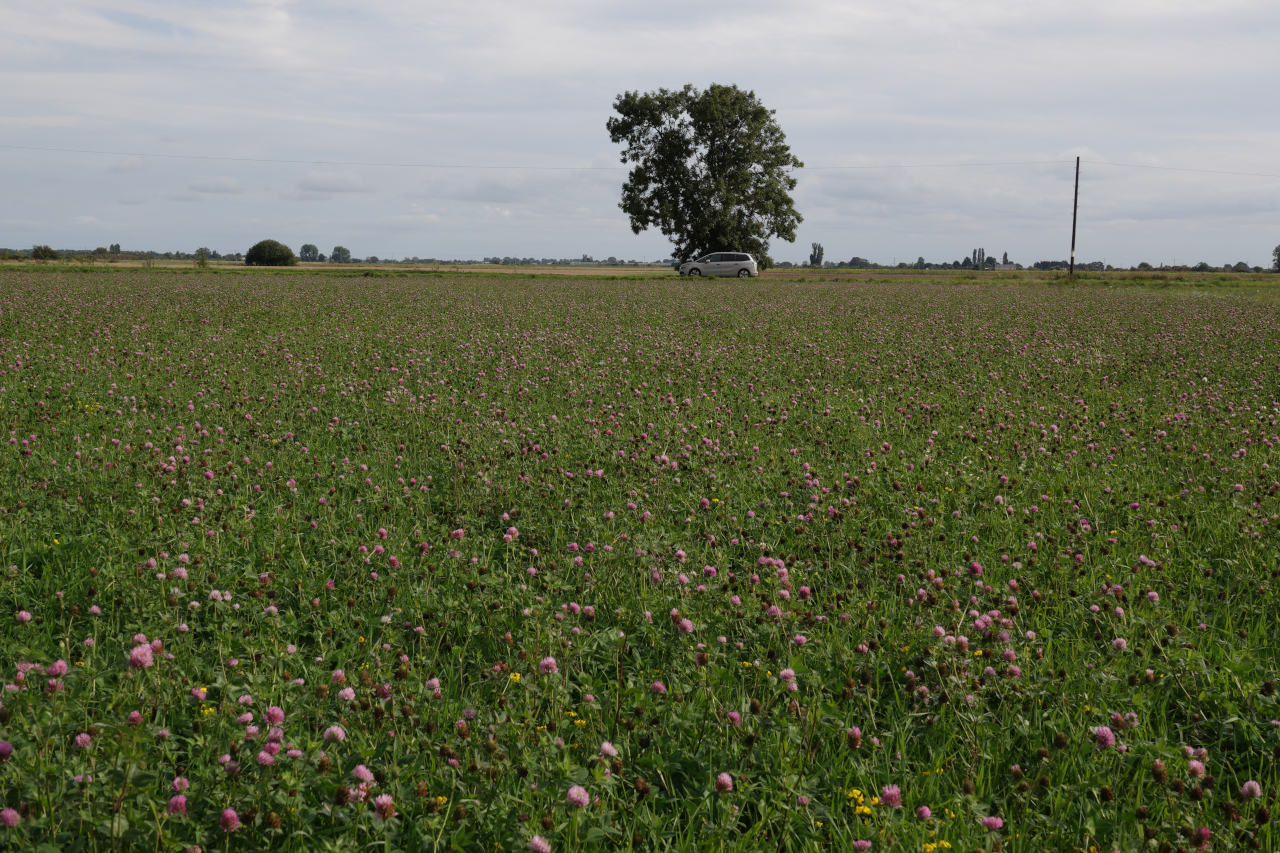 The 2022 clover field near us where all the action took place, sown with a clover - birds-foot trefoil - vetch mix as part of an environmental stewardship scheme.