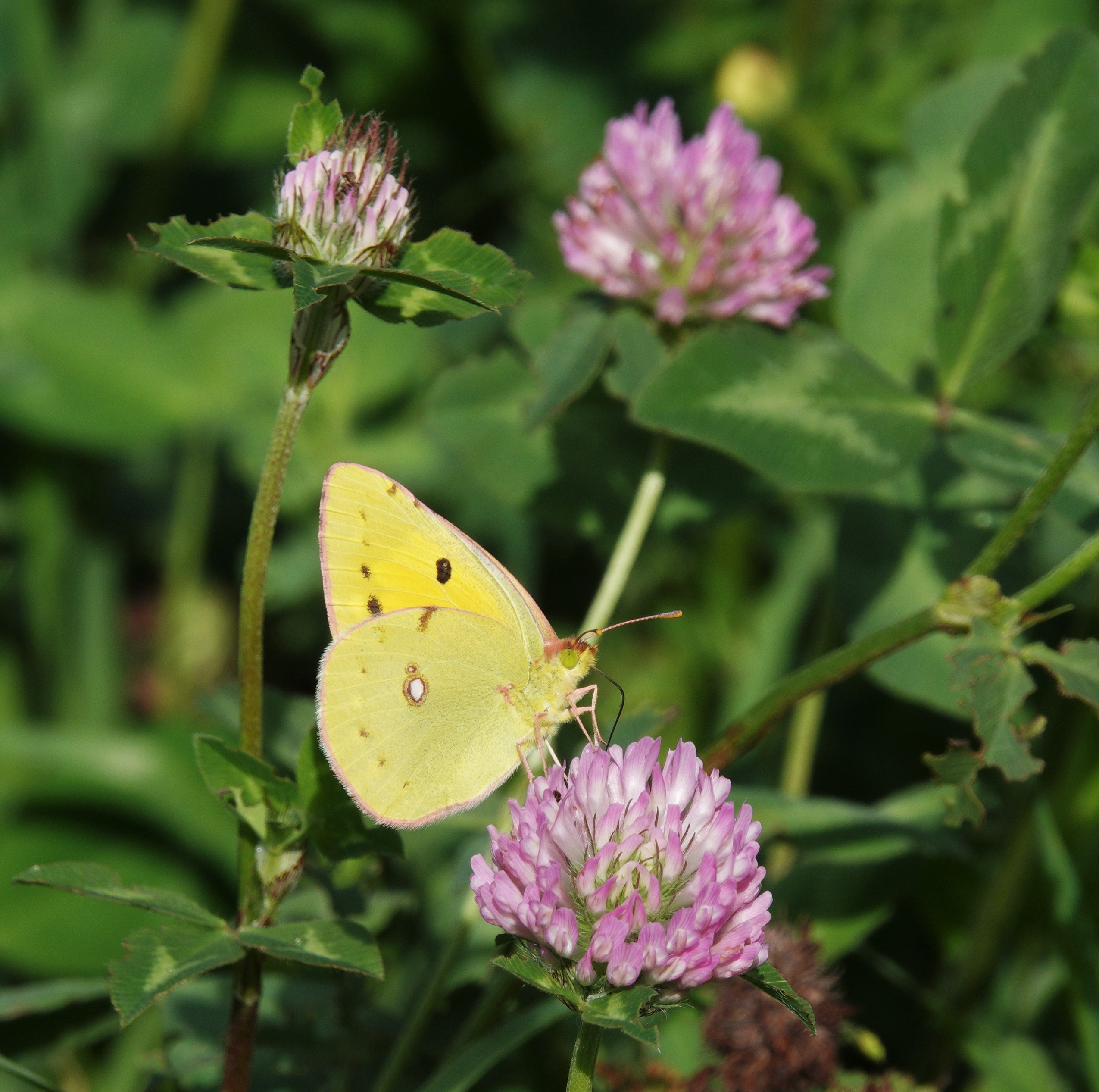 The usual view of a Clouded Yellow settled, with wings closed.