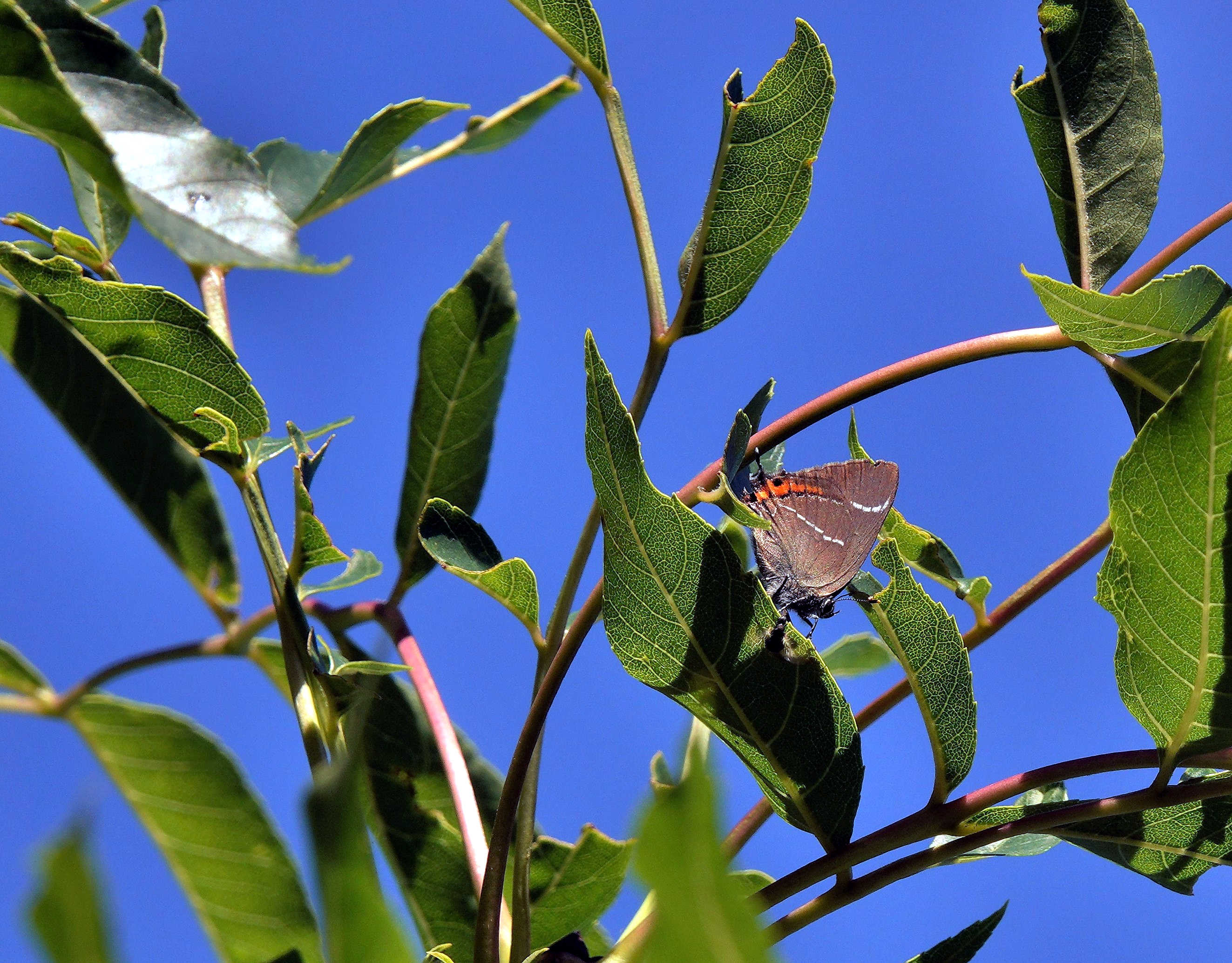 Like the Purple, the White-letter Hairstreak is an arboreal species spending much of its time at the top of elm and other trees. Ash trees in particular are well liked with them having a good helping of aphid homey dew for them to feed from.