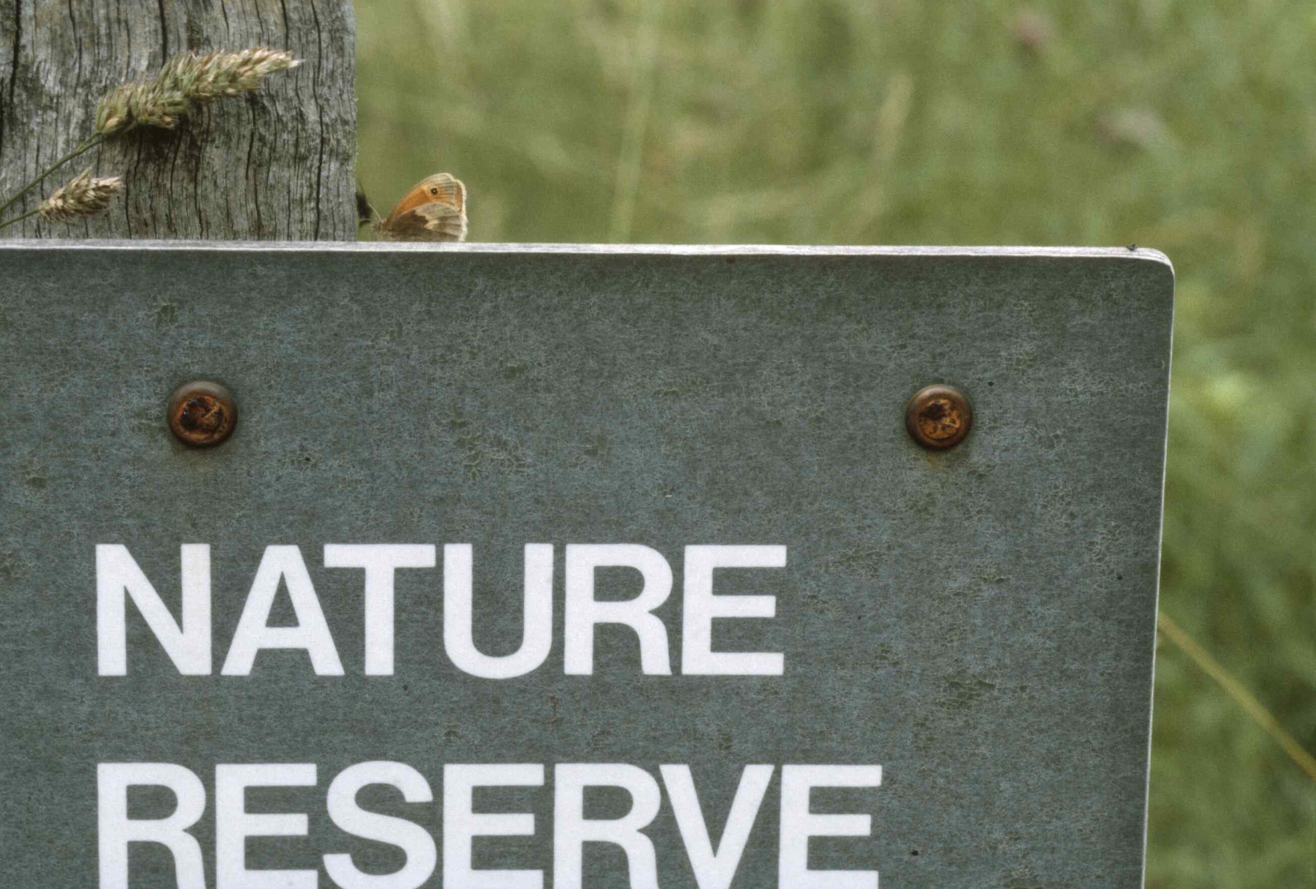 We like to consider it a garden nature reserve